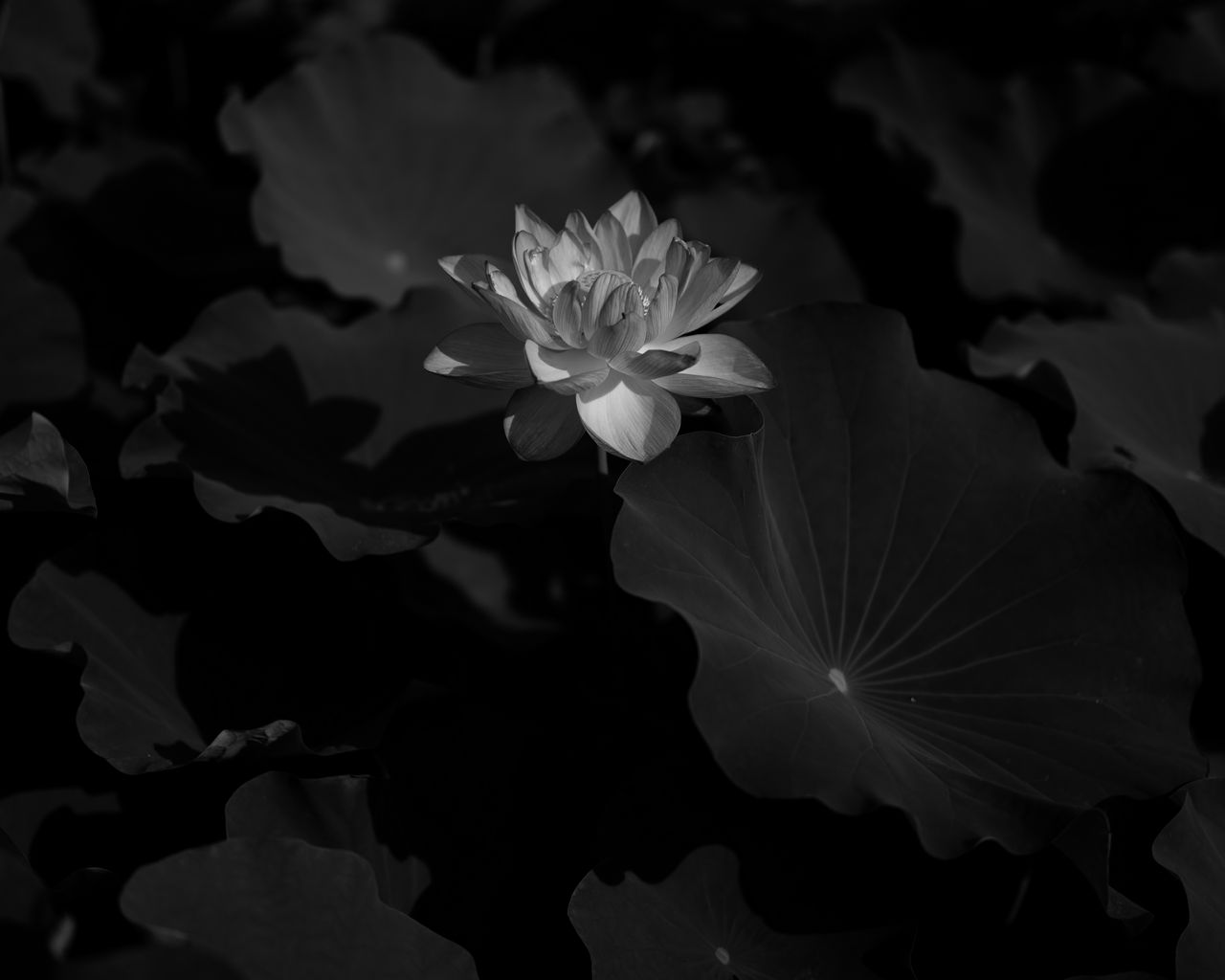 Download wallpaper 1280x1024 lotus, water lily, bw, flower, dark standard 5:4 HD background