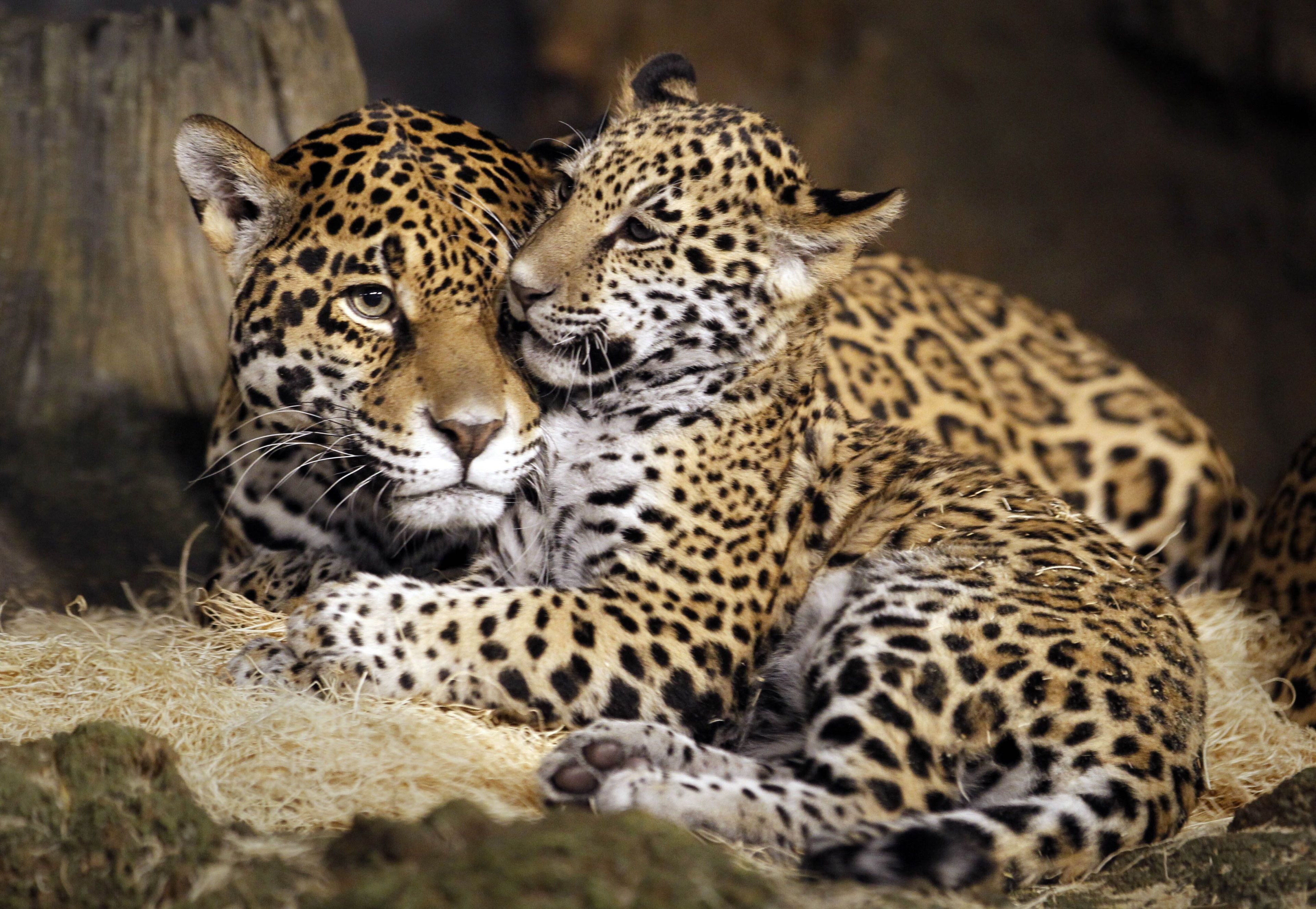 little jaguar 4k free HD desktop wallpaper background. Animals, Baby jaguar, Wild cats