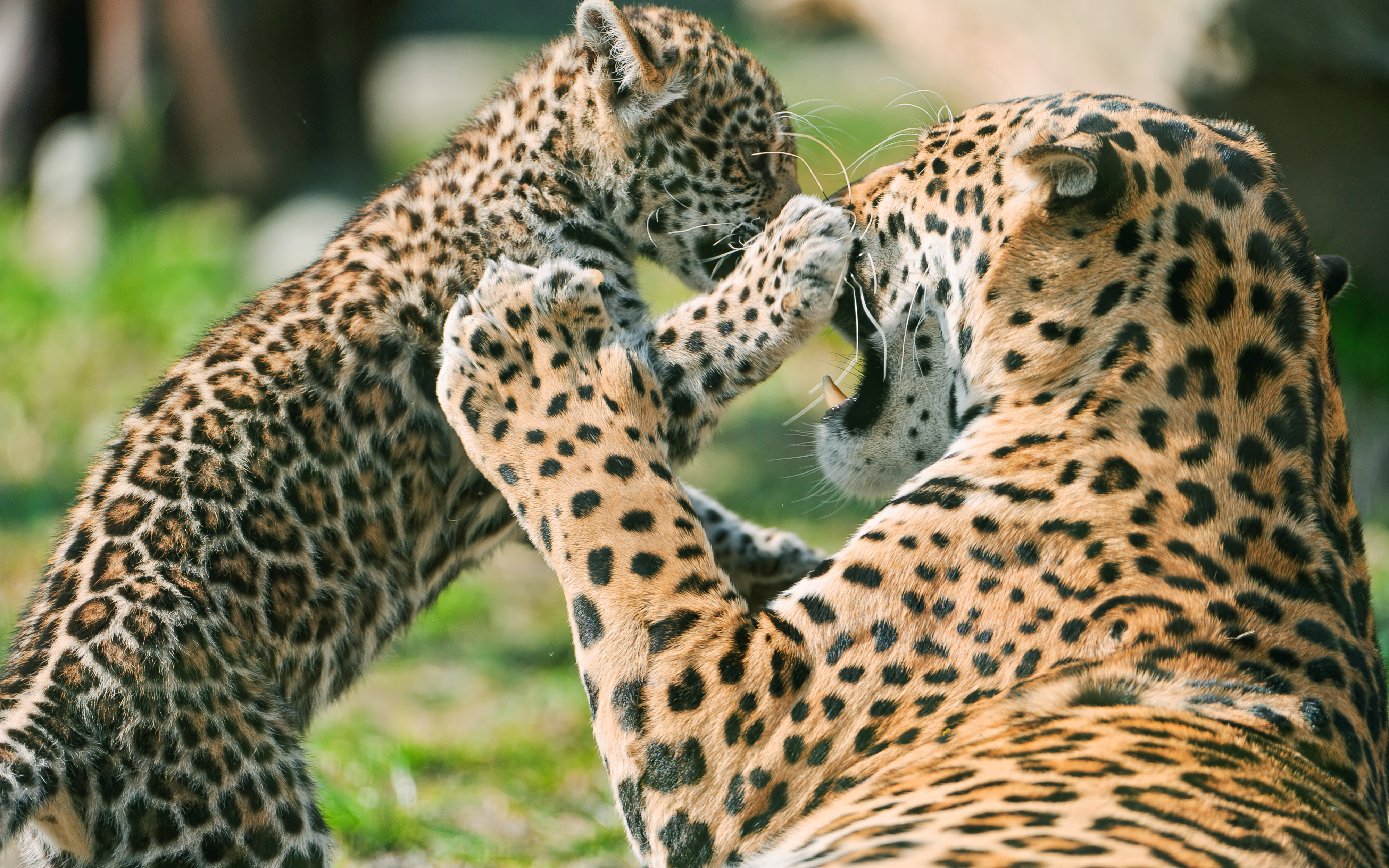 Free download Jaguar Cub Fighting Mother Wallpaper HD Wallpaper [4000x2500] for your Desktop, Mobile & Tablet. Explore Jaguars Wallpaper. Black Jaguar Wallpaper, Jaguar HD Wallpaper, Jaguar XF Wallpaper HD