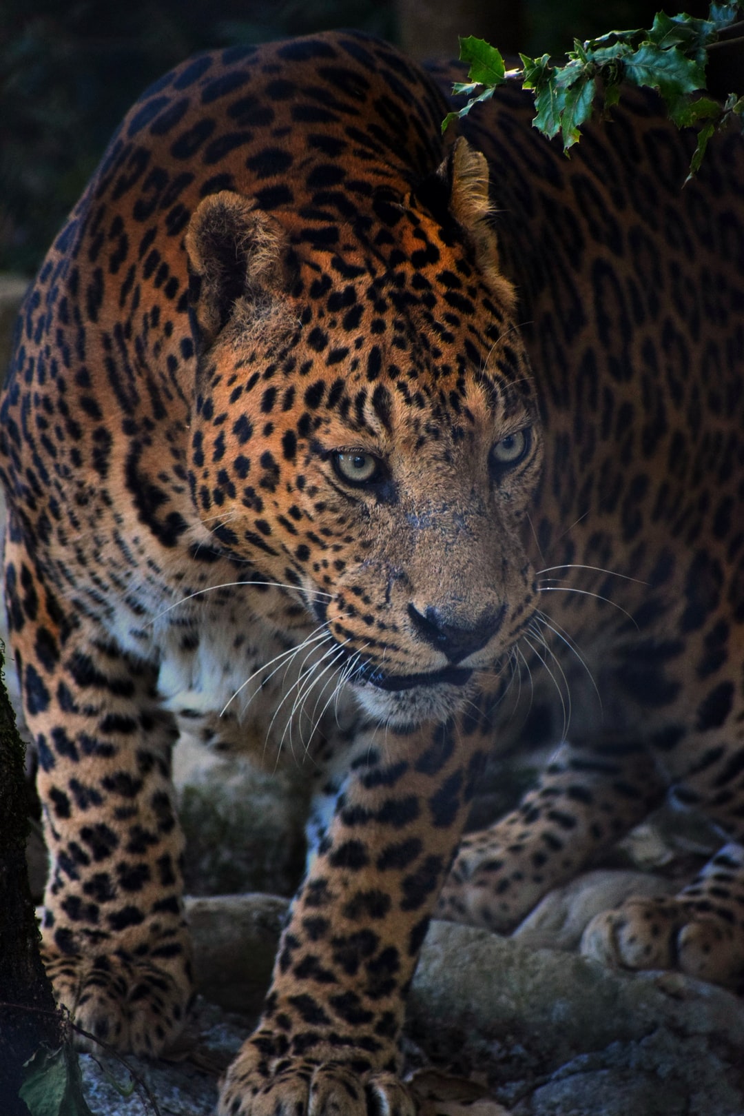 Jaguar Picture. Download Free Image