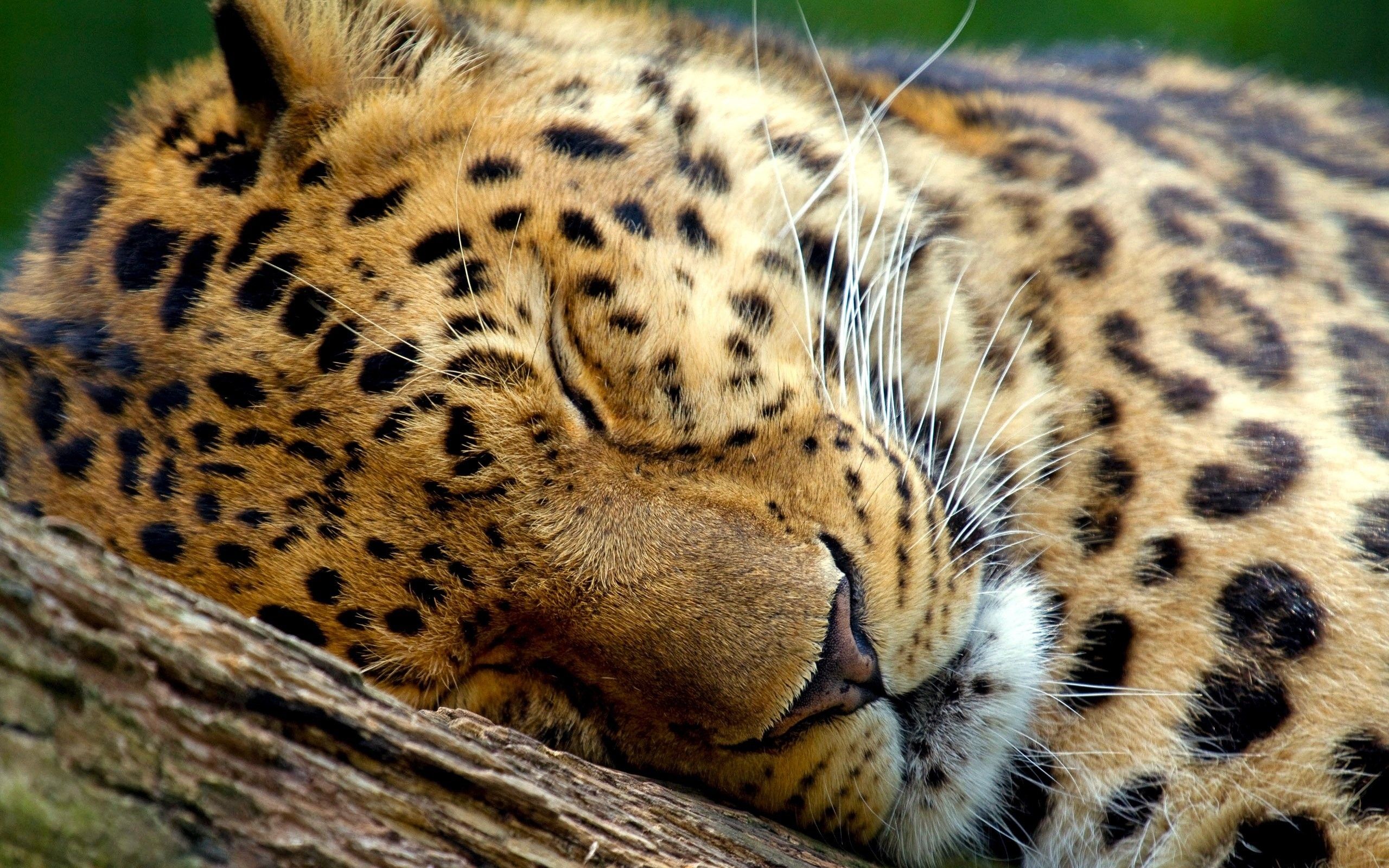 Sleeping Jaguar Wallpaper. Sleeping animals, Wild cats, Cheetah wallpaper