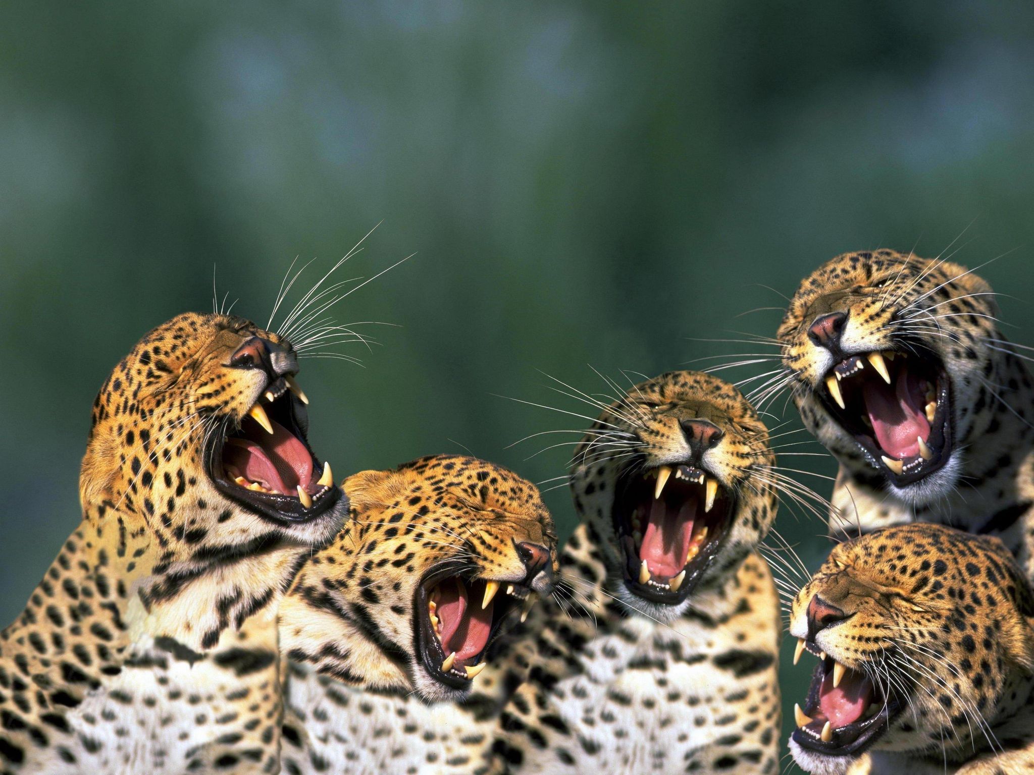 Free Download HQ Five yawning predator Jaguars Wallpaper Num. 11, 2048 x 1536 454.5 Kb