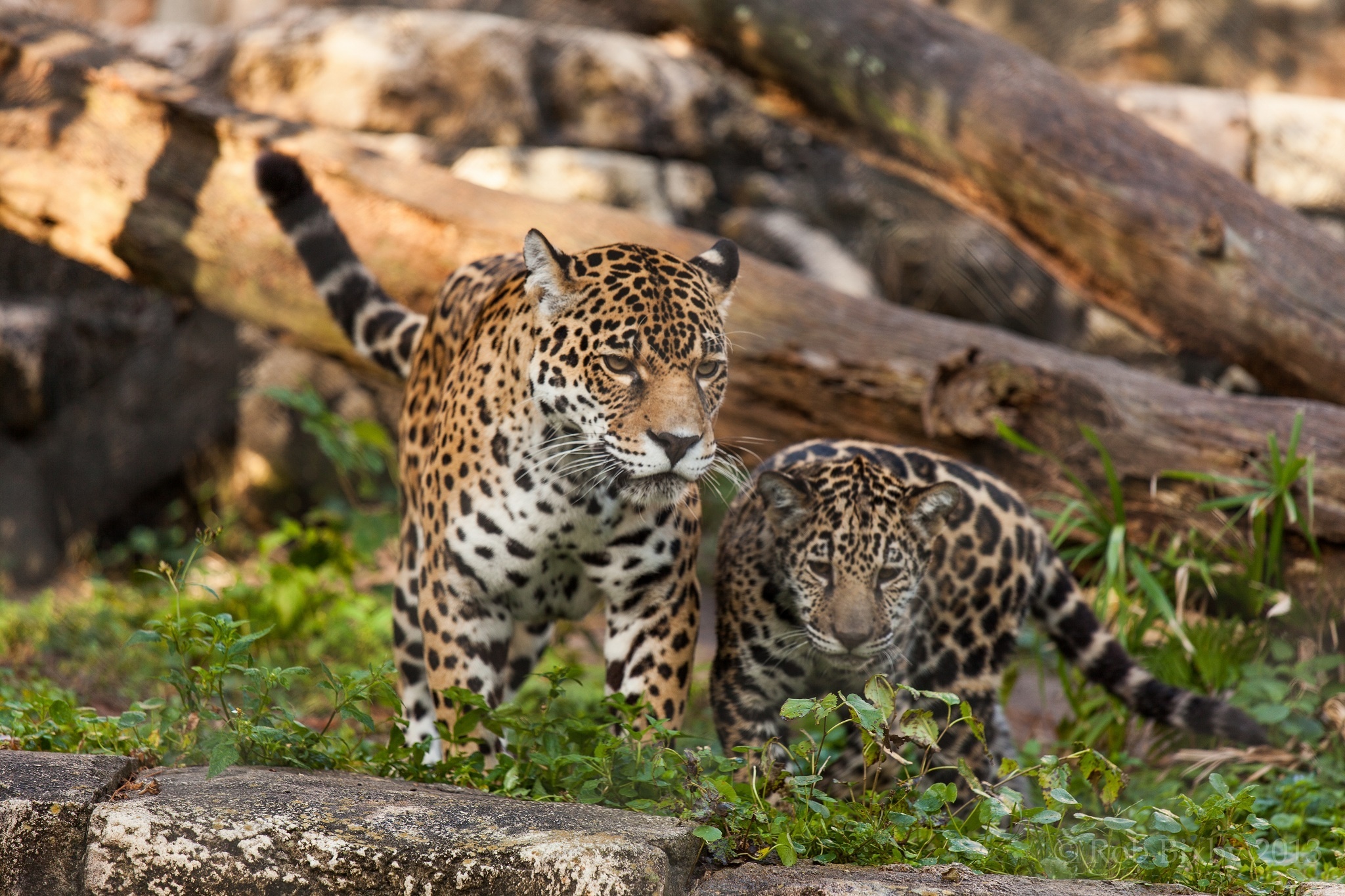 jaguar, Wild, Cats, Couple, Mom, Baby, Family Wallpaper HD / Desktop and Mobile Background