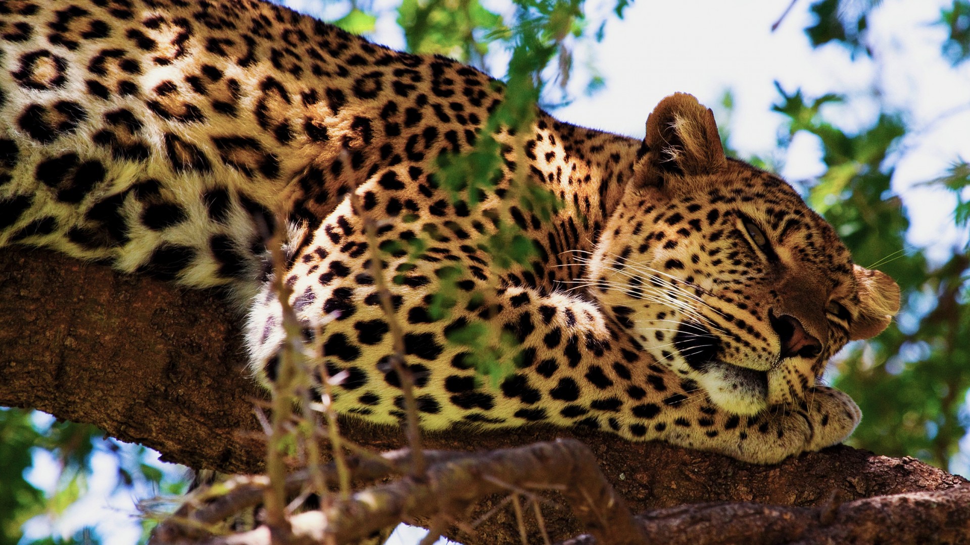 Hd Wallpaper 1080p Animals Jaguar