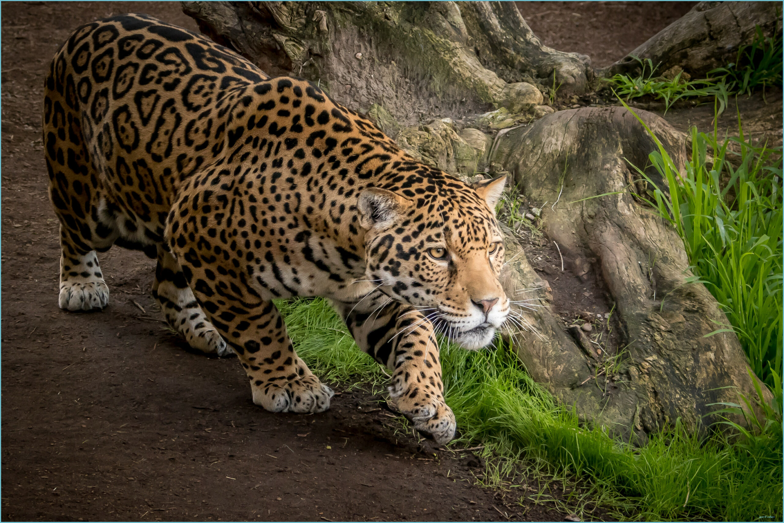 Jaguar Family Wallpapers - Wallpaper Cave