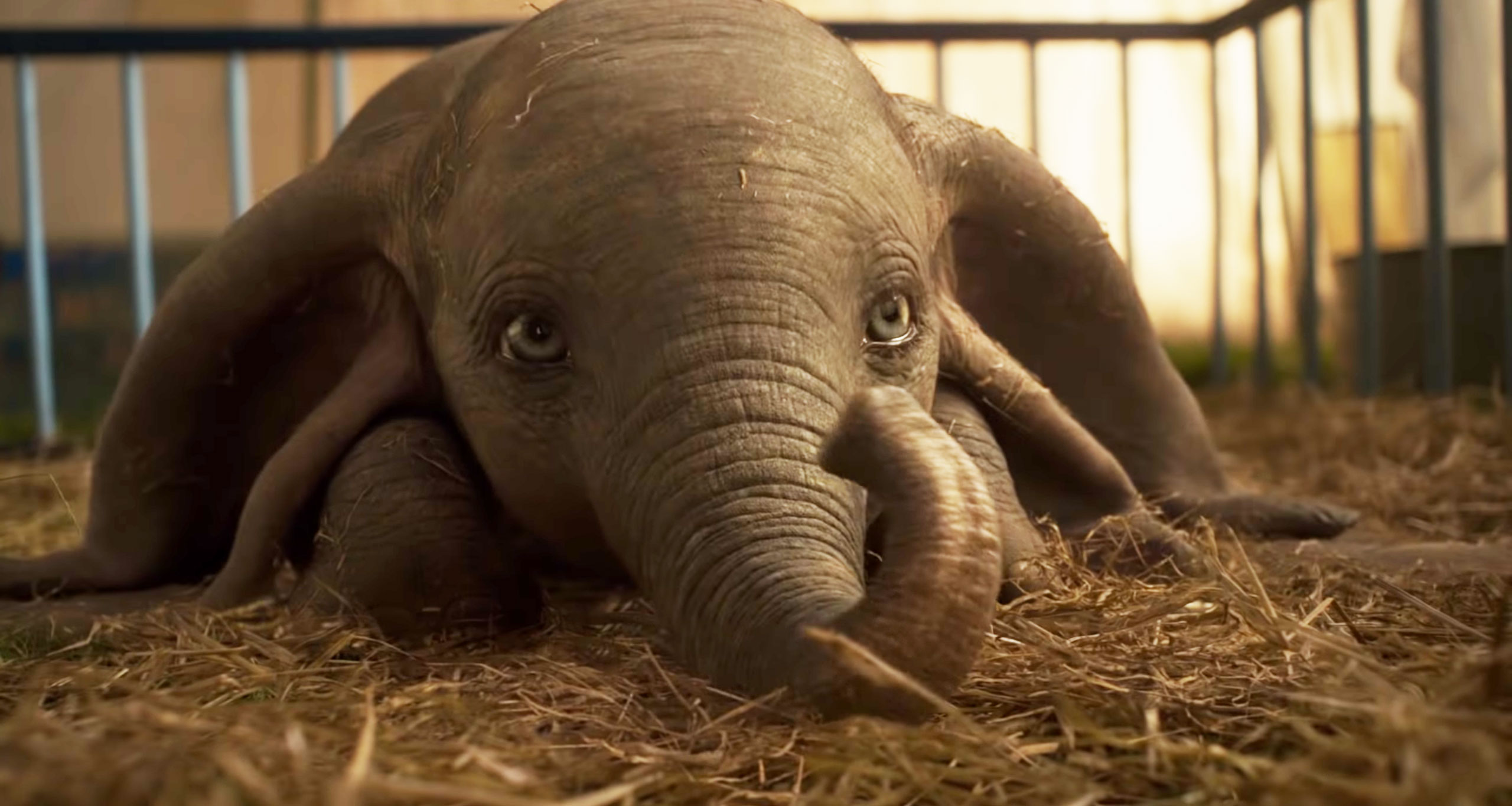 Baby Elephant Dumbo 2019 HD Wallpaper