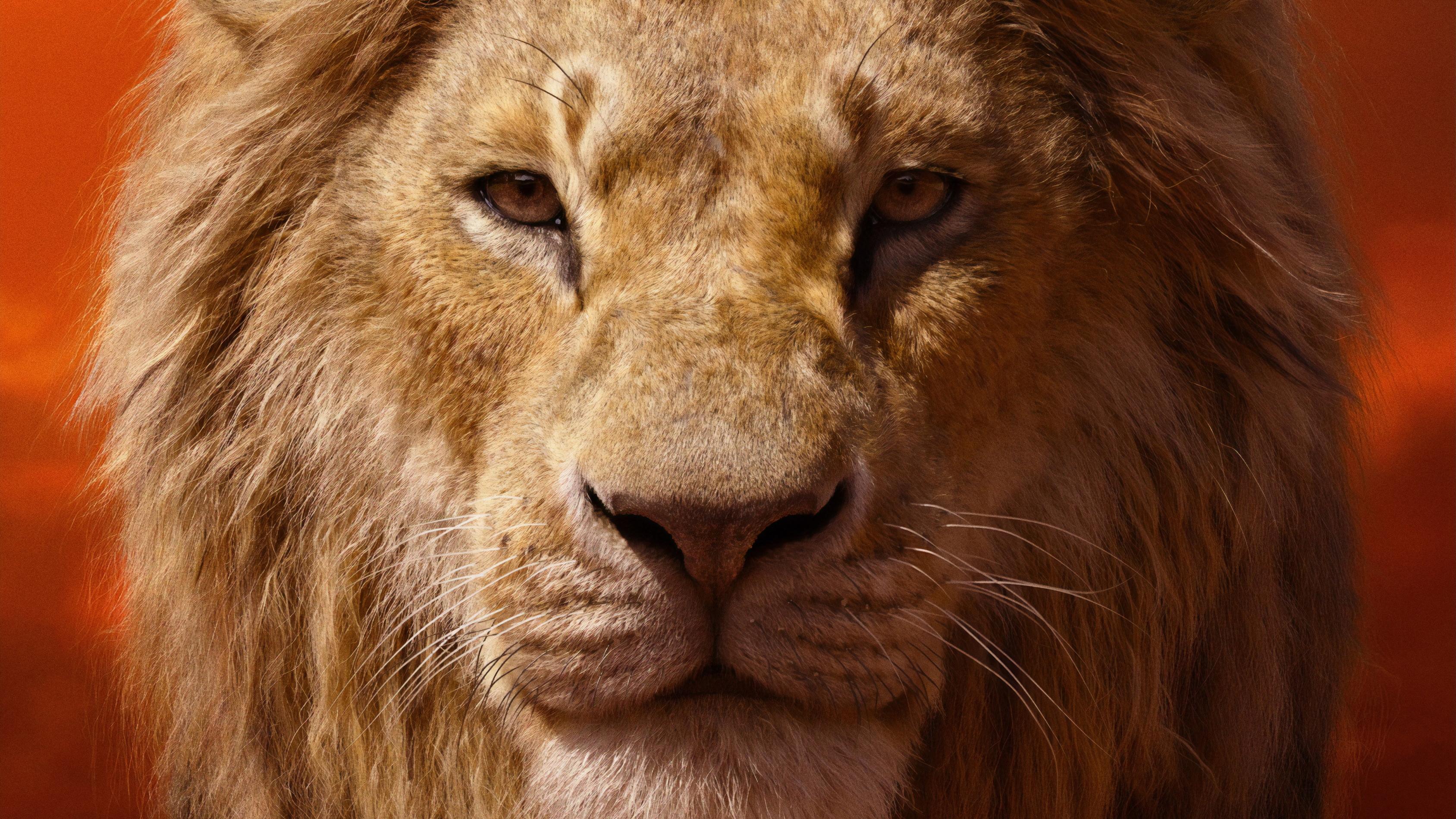 the lion king HD wallpaper, background
