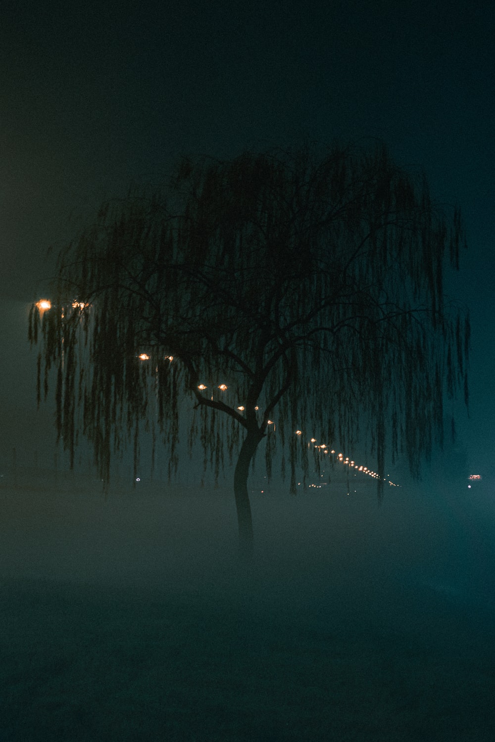weeping willow in fogs photo