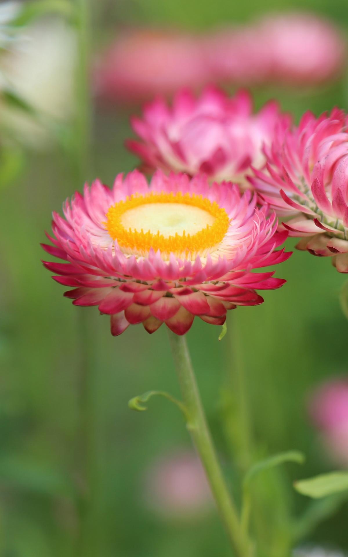 4k Flowers Wallpaper