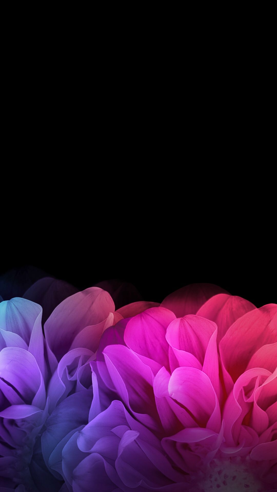 Pink And Black Flower Wallpaper
