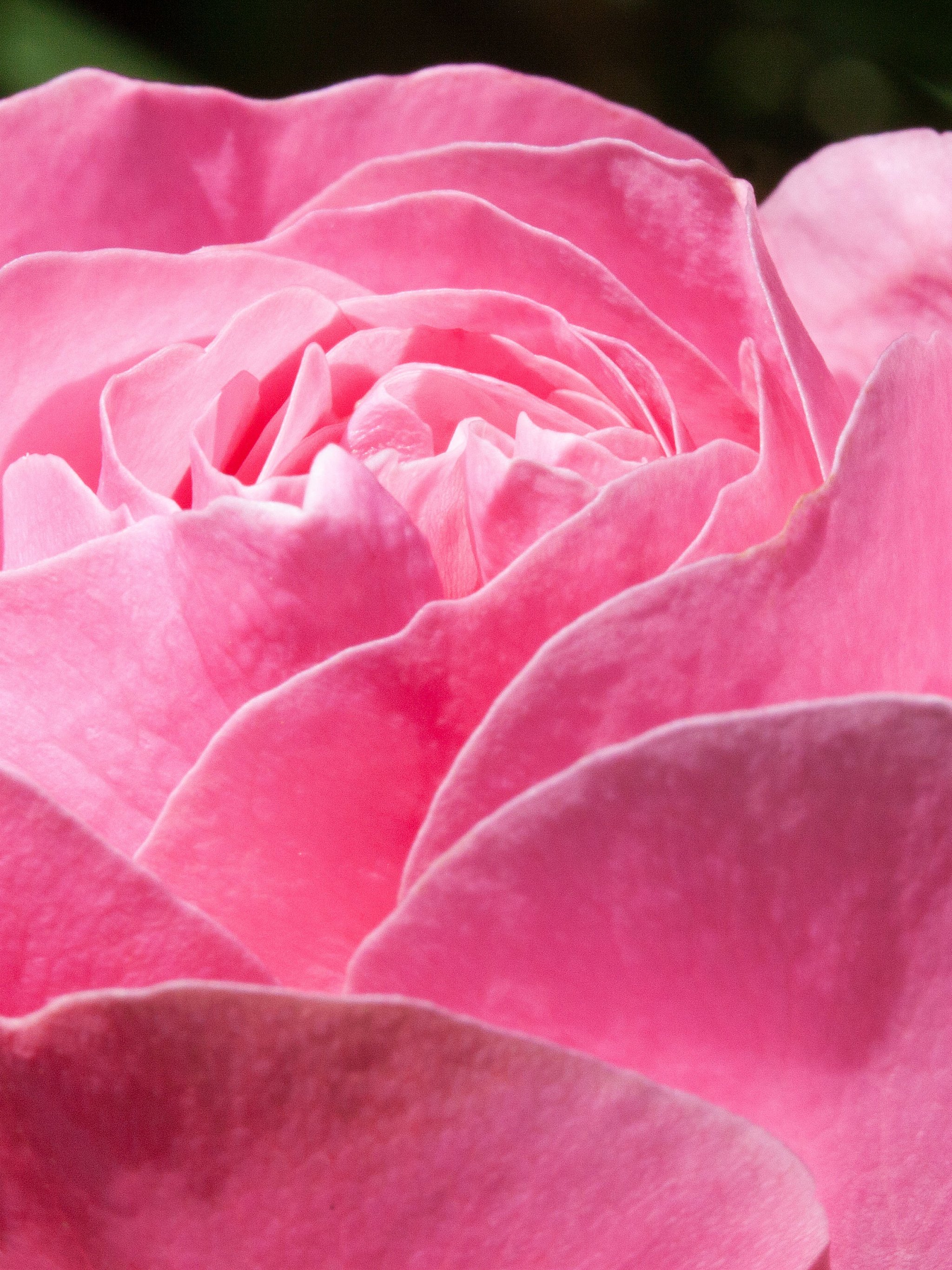 Pink Rose Wallpaper, Android & Desktop Background