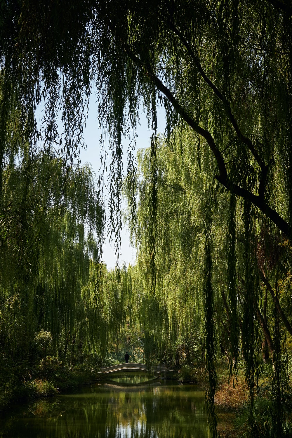 Weeping Willow Picture. Download Free Image