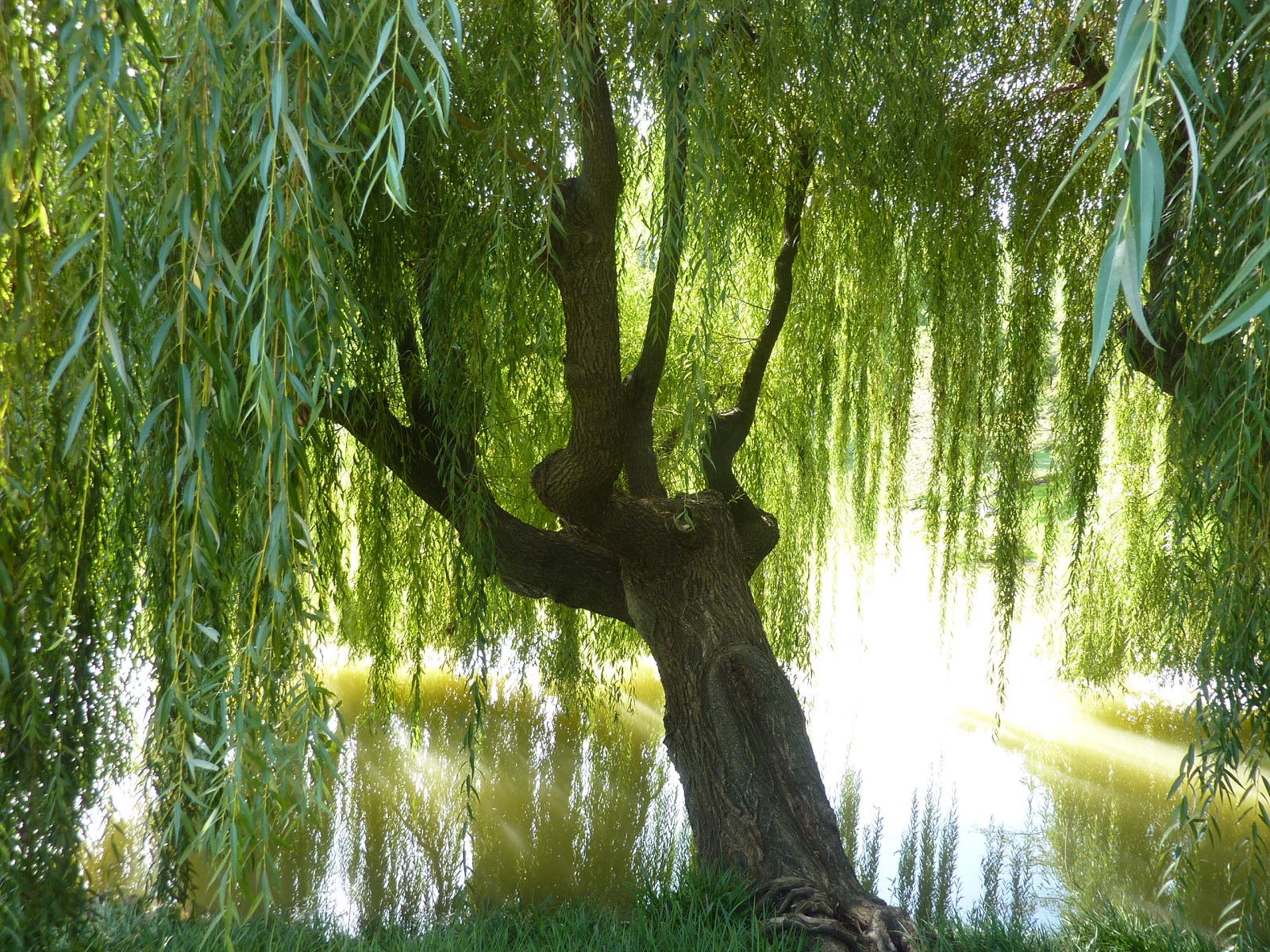 Weeping Willow Tree Wallpaper