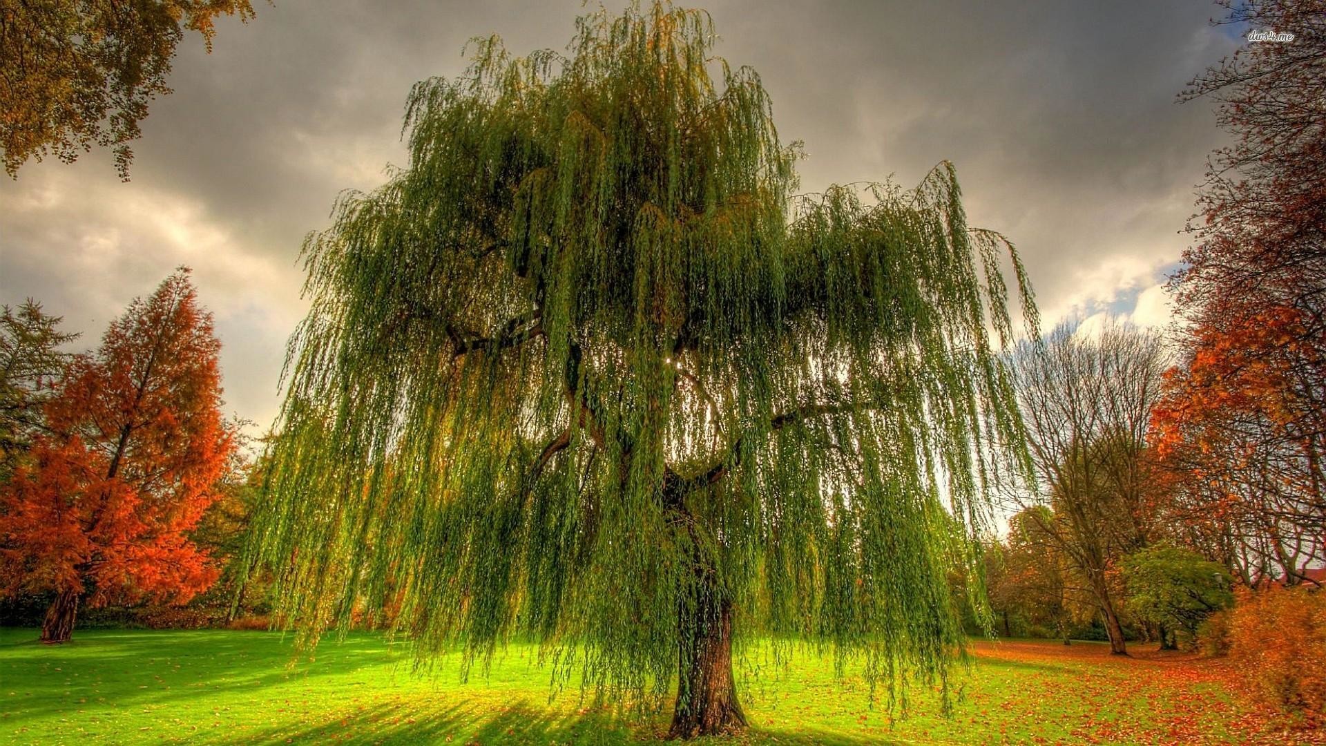 1920x1080, Willow Tree Wallpaper Background Willow Tree