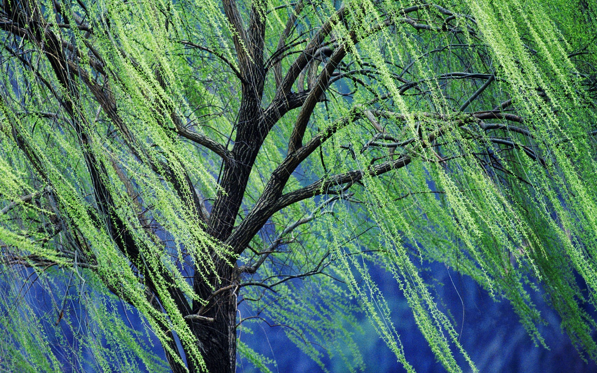 Weeping Willow Tree HD Wallpaper