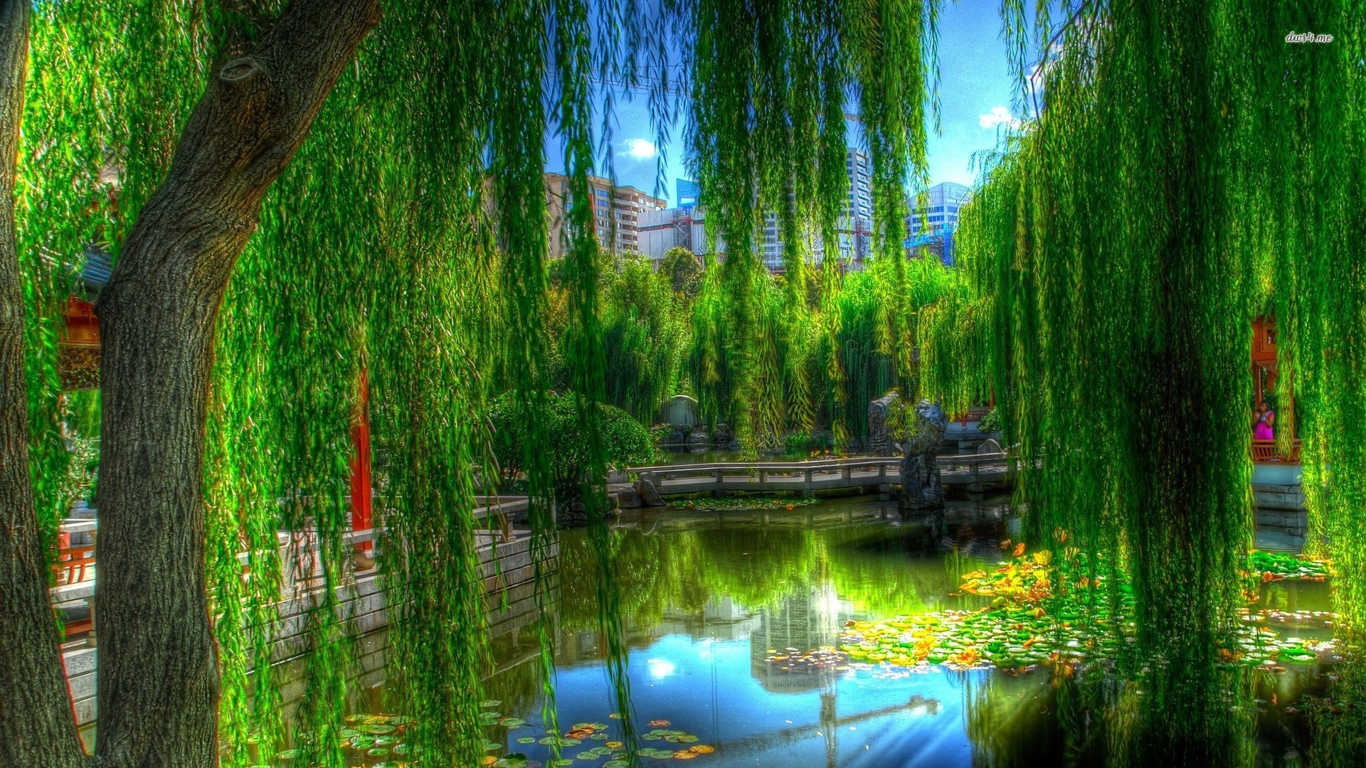 Willow Tree Wallpaper Data Src Vertical Willow Tree Willow HD Background