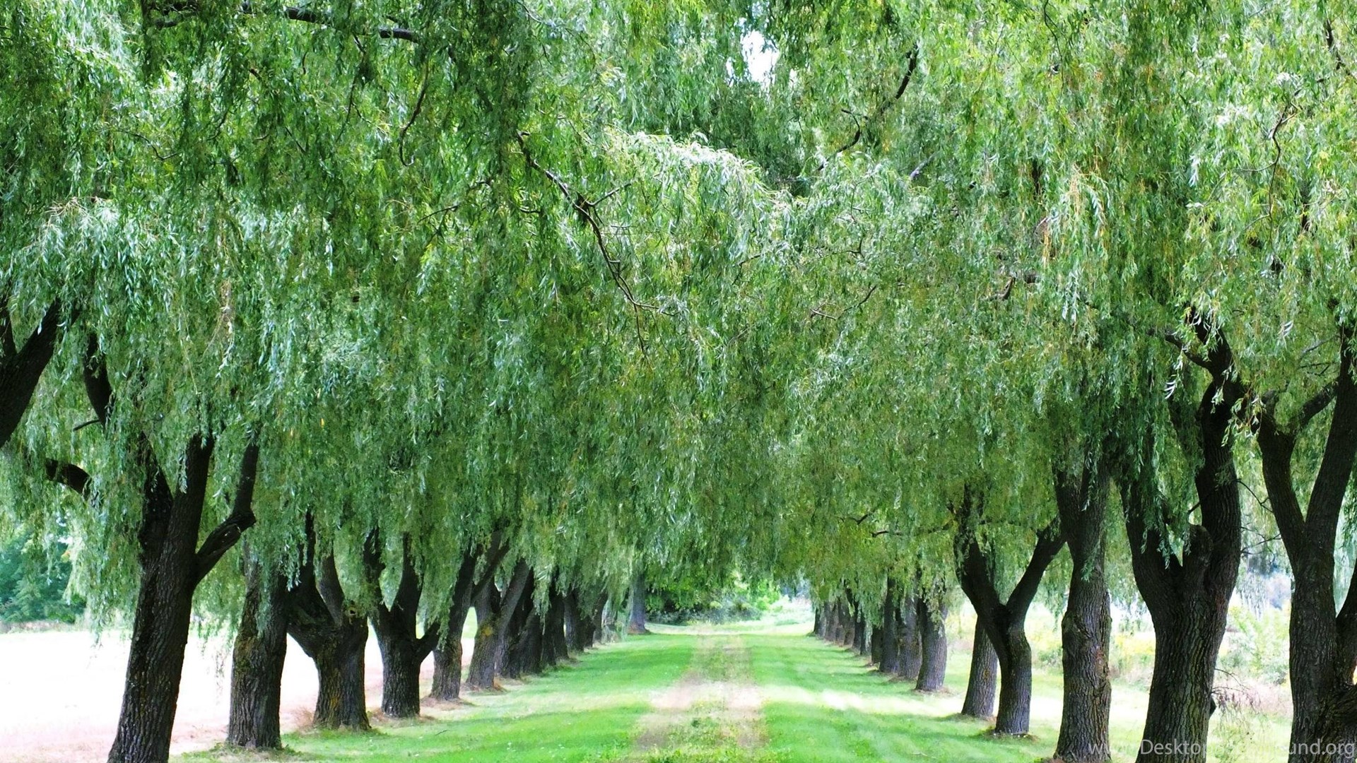 image For Weeping Willow Tree Background Desktop Background