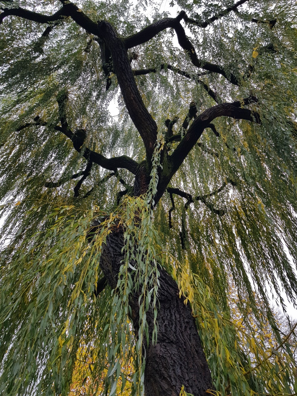Weeping Willow Picture. Download Free Image