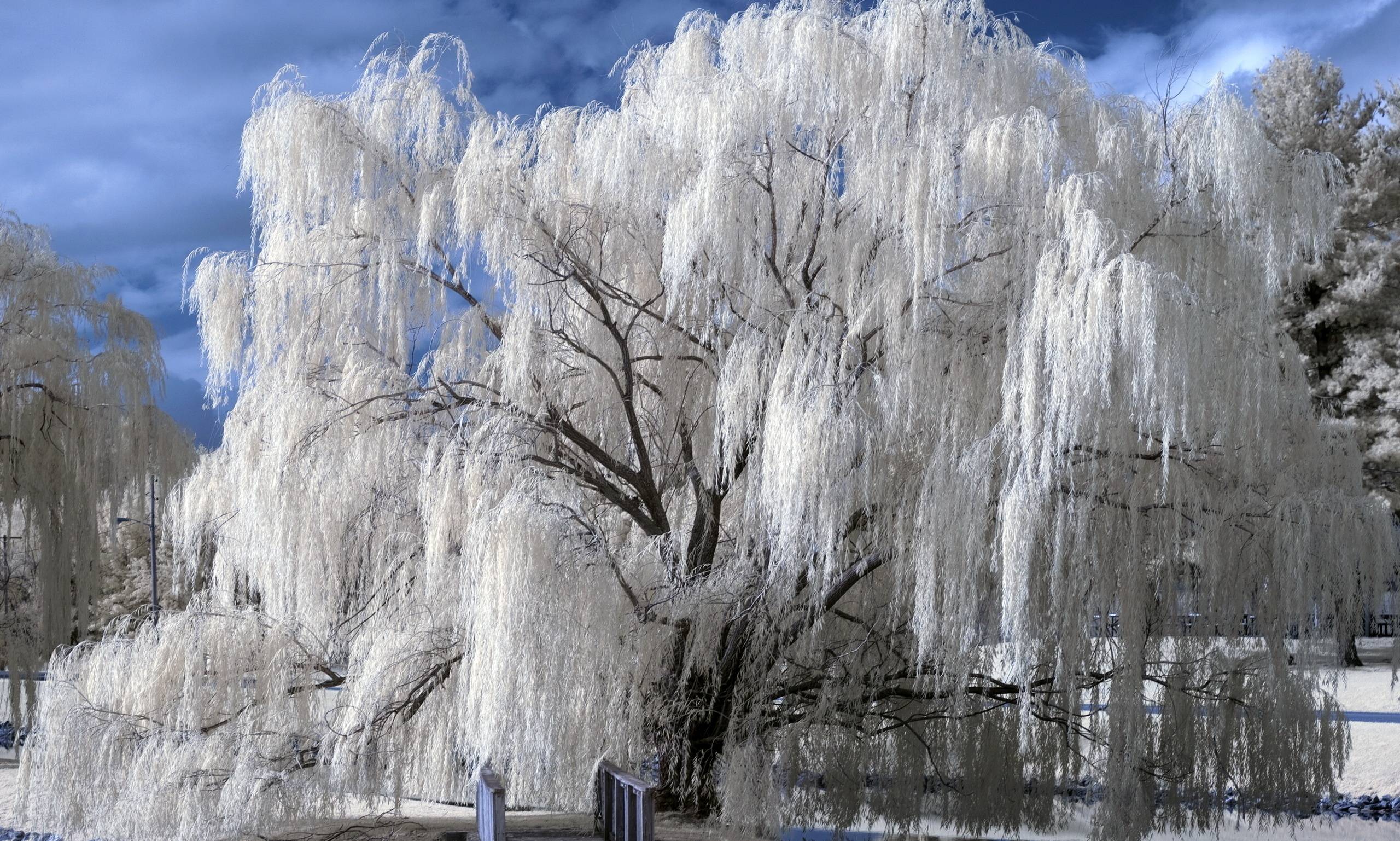 Free download Weeping Willow Wallpaper [2560x1537] for your Desktop, Mobile & Tablet. Explore Weeping Willow Wallpaper. Willow Tree Wallpaper
