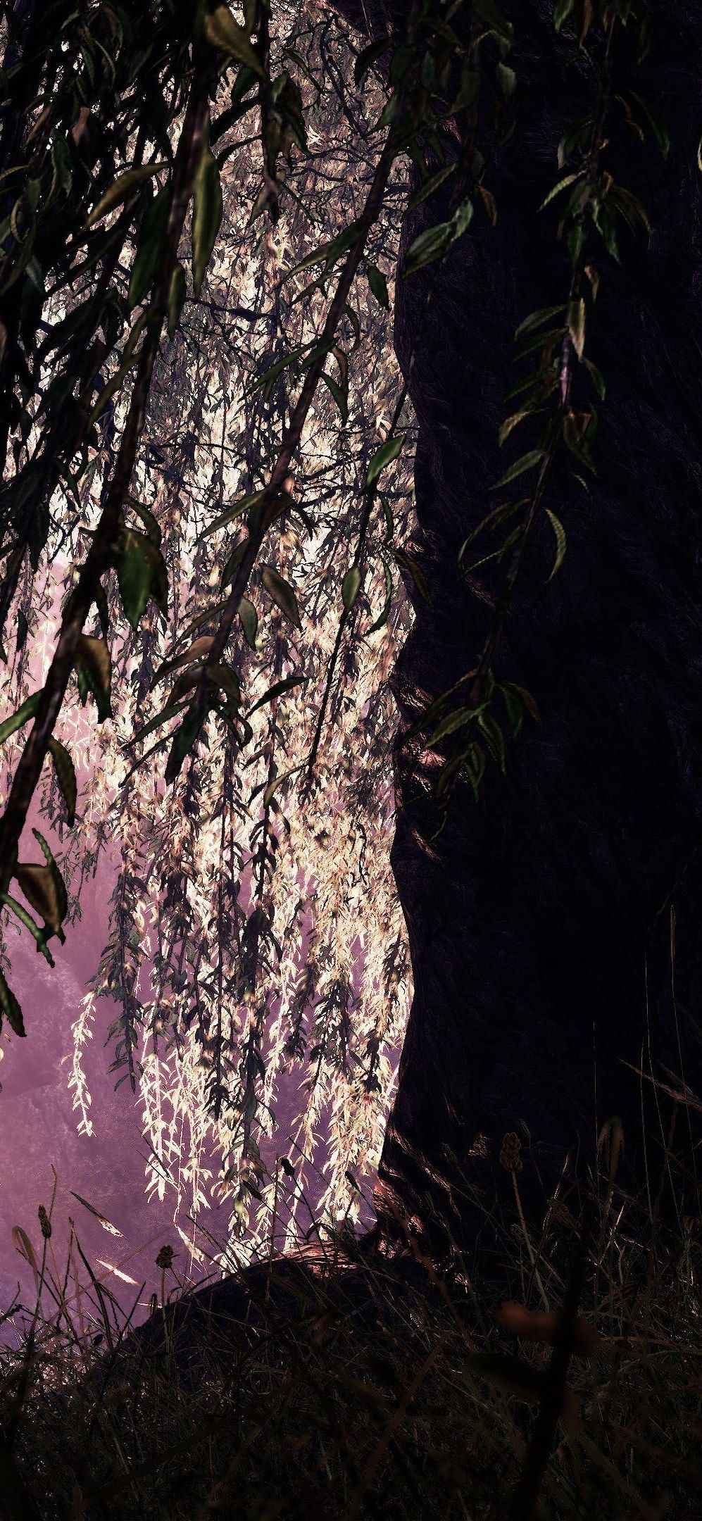 willow trees weeping willow willows plants wallpaper iPhone X Wallpaper. Plant wallpaper, Weeping willow tree, Weeping willow