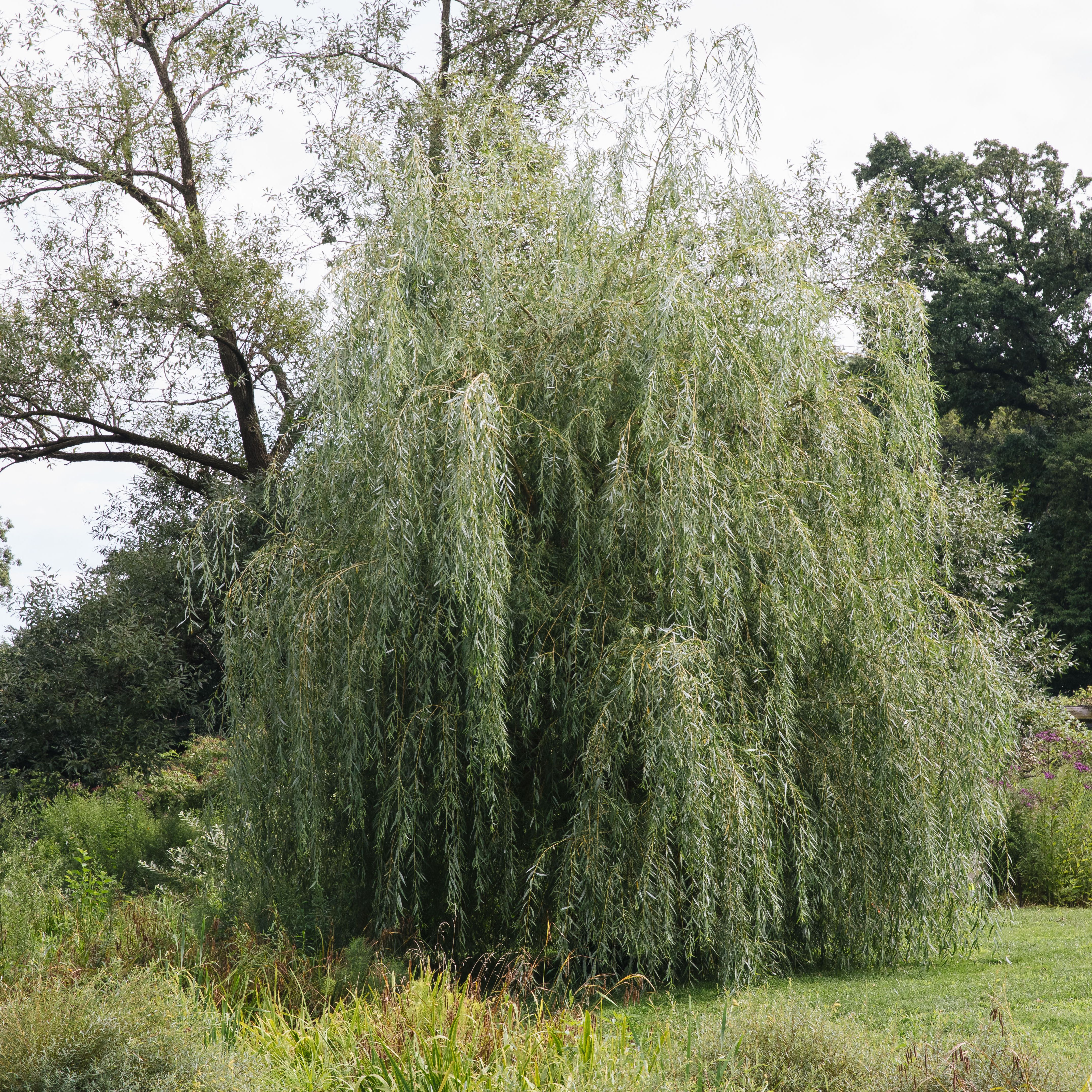 Common Species of Willow Trees and Shrubs