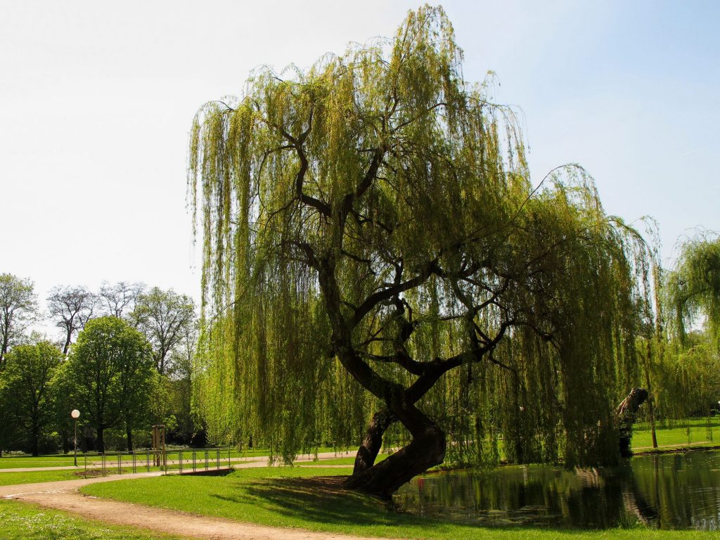 The Weeping Willow