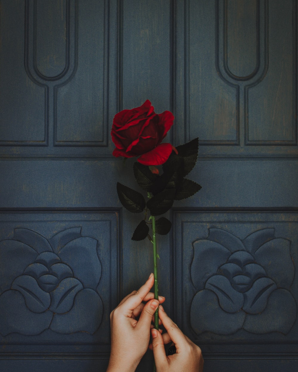 Red Rose Hand Picture. Download Free Image