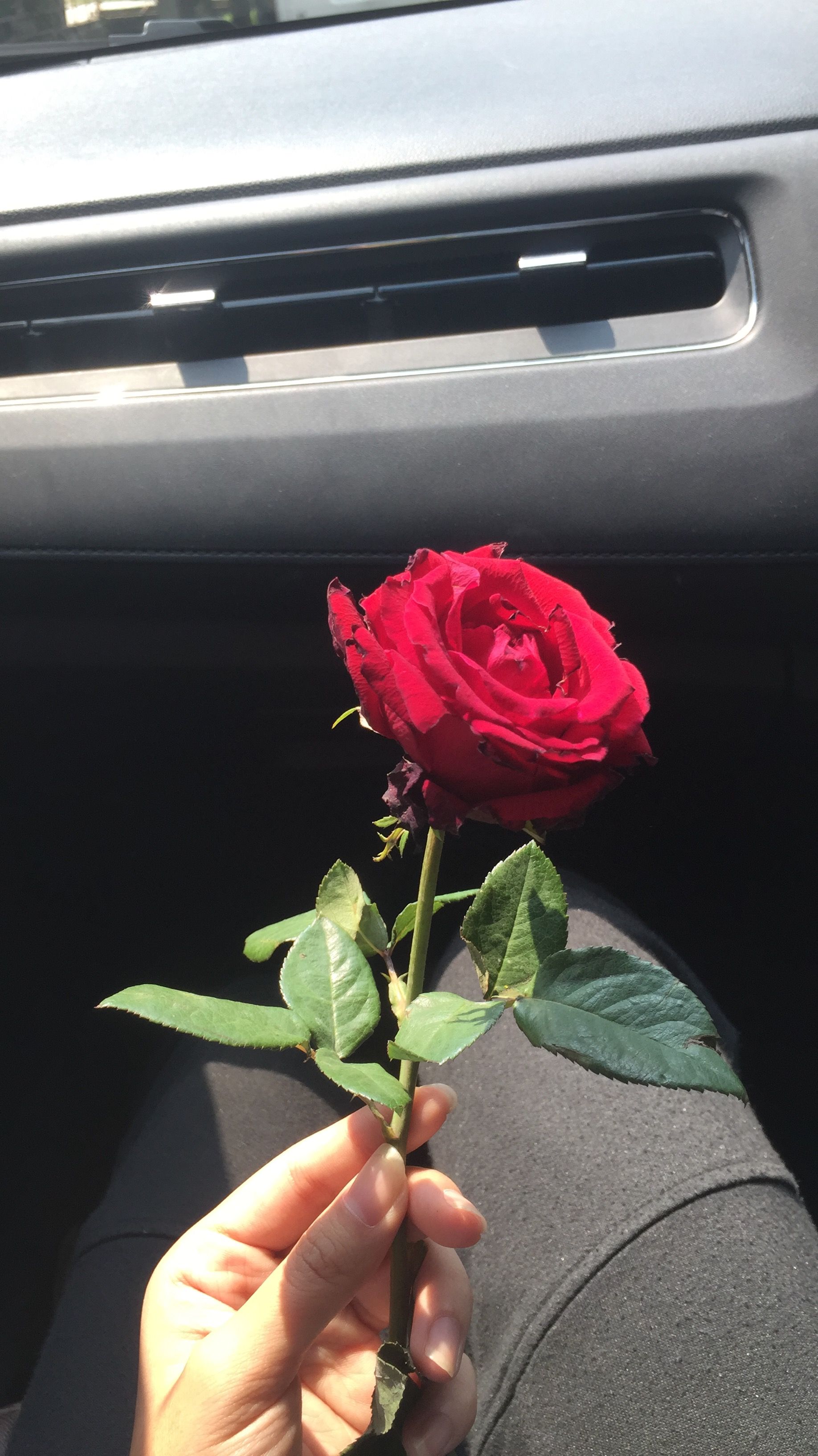 Rose In Hand Wallpapers - Wallpaper Cave