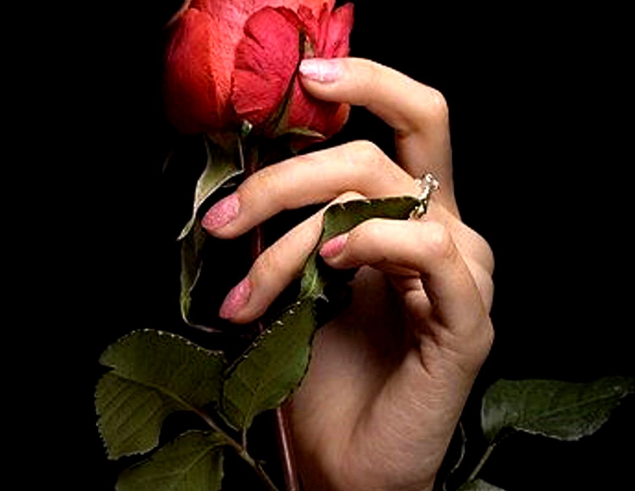 Flowers Love Hands Red Rose Full HD Wallpaper Flowers Wallpaper In Hand