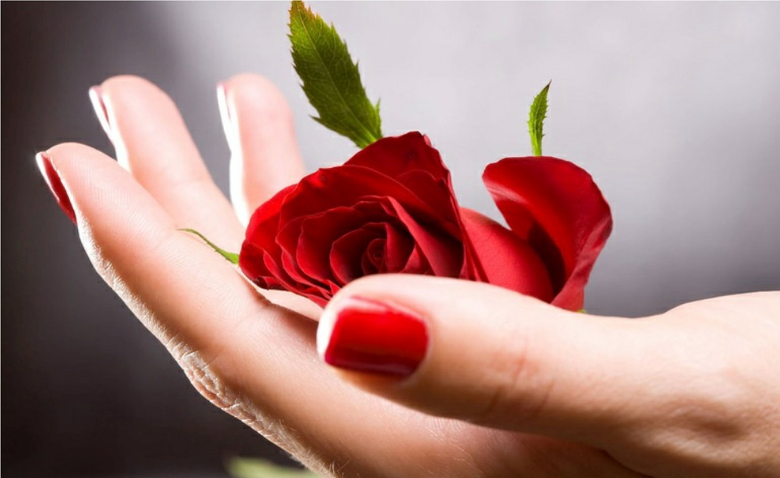 Rose In Hand Wallpapers - Wallpaper Cave
