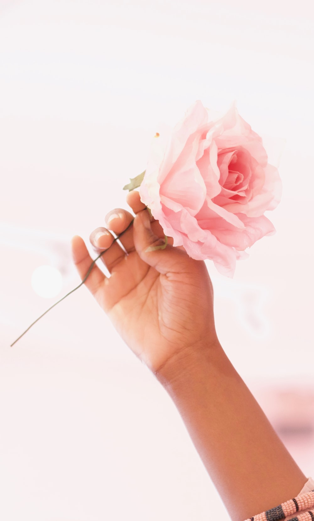 Rose In Hand Picture. Download Free Image