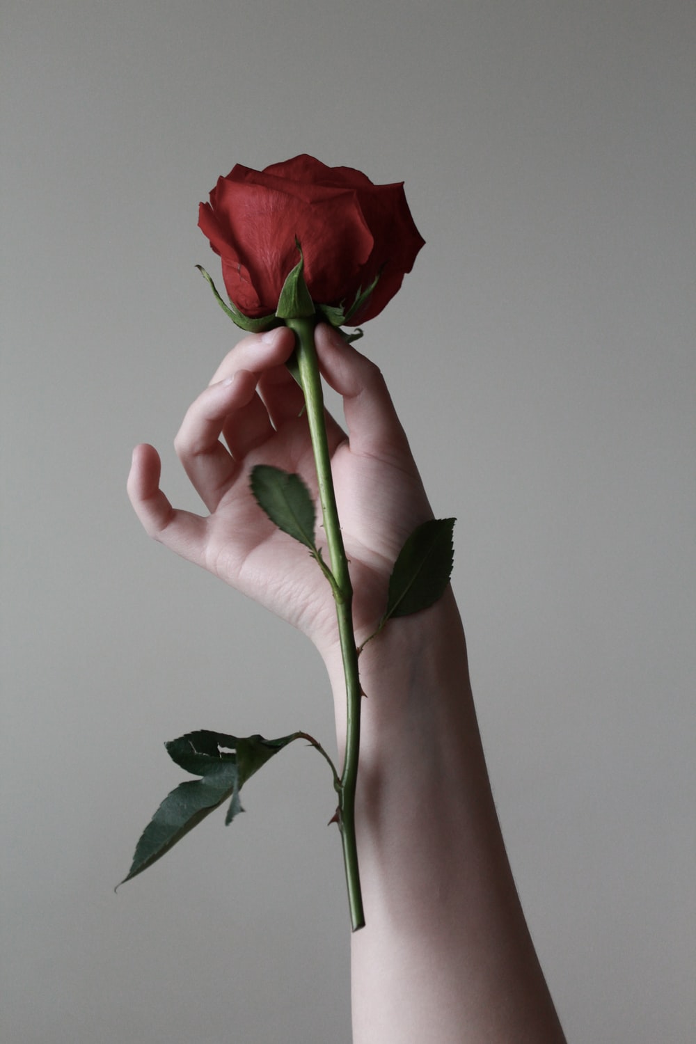 Rose In Hand Wallpapers - Wallpaper Cave