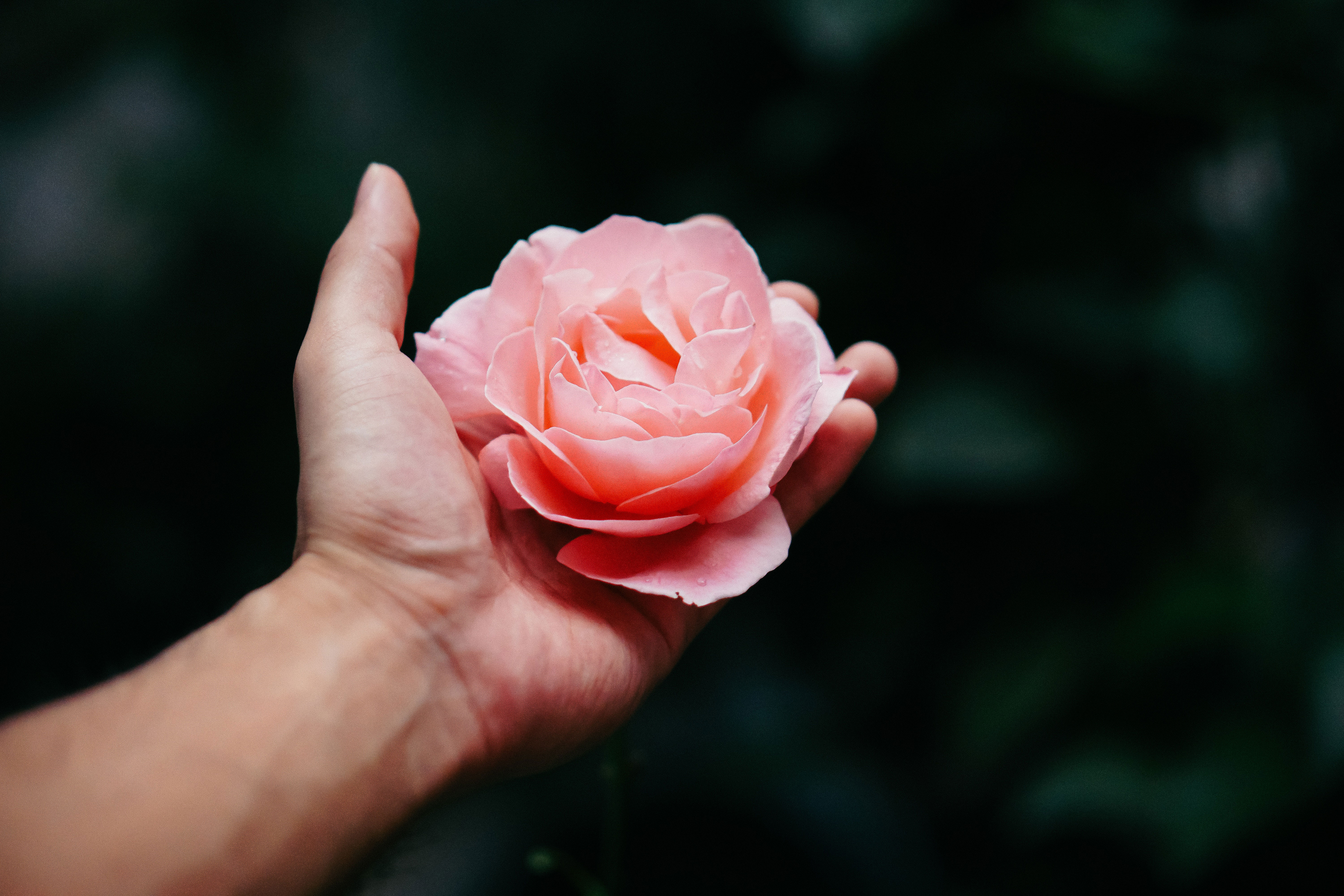 Red Rose In Hand 5k 1366x768 Resolution HD 4k Wallpaper, Image, Background, Photo and Picture