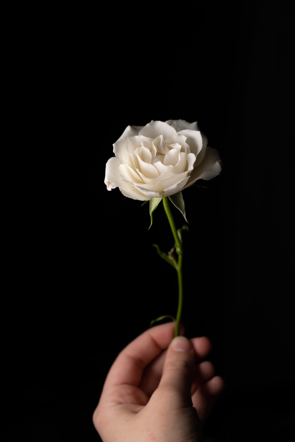 White Rose Picture [HD]. Download Free Image