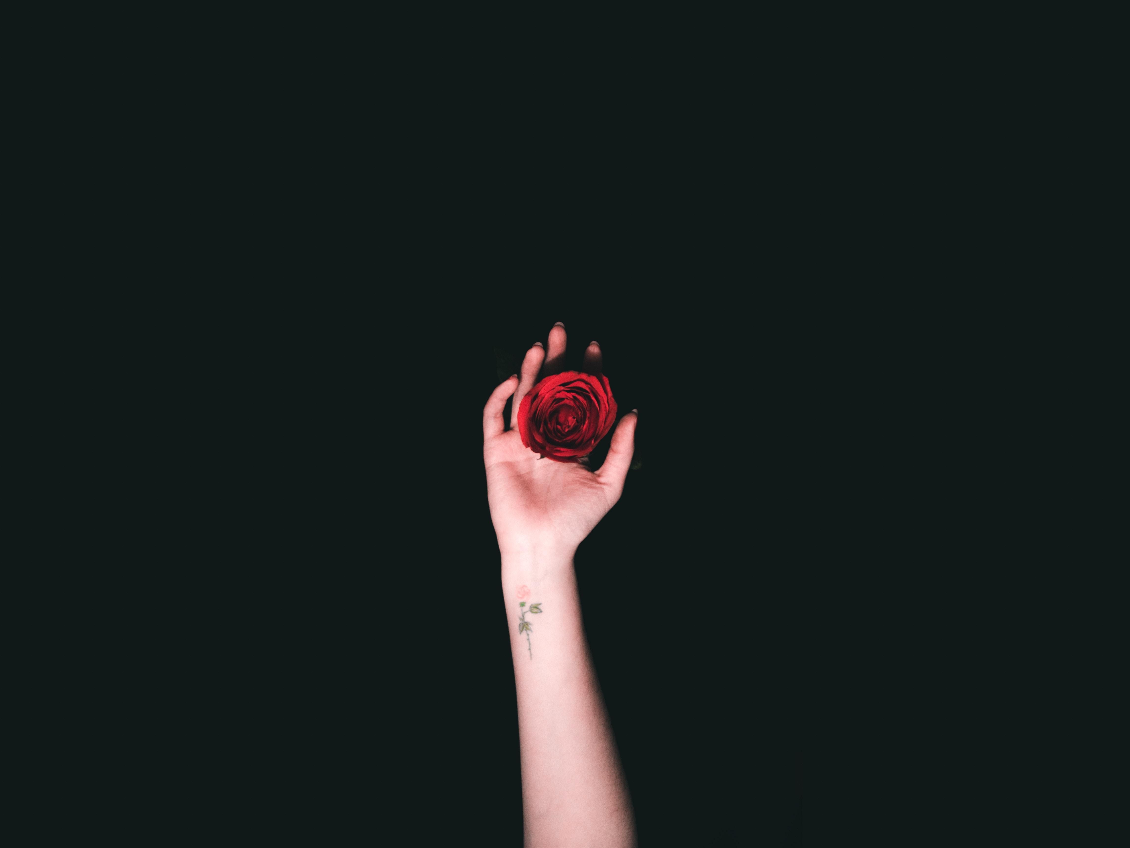 Rose In Hand Wallpapers - Wallpaper Cave