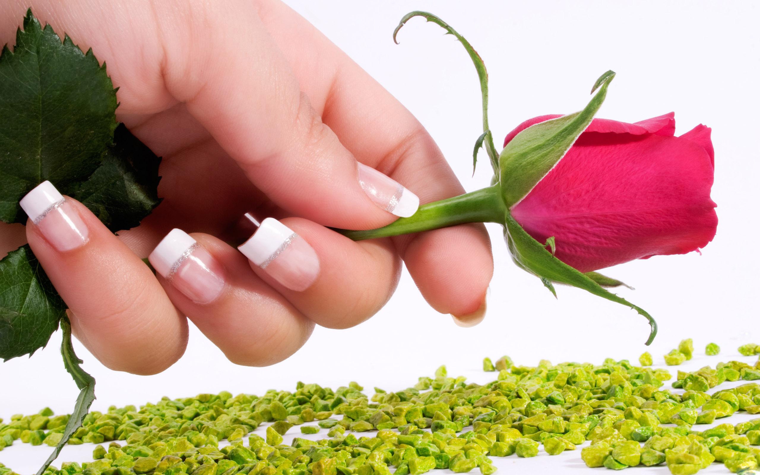 Wallpaper, rose, flower, hand, manicures, stones 2560x1600