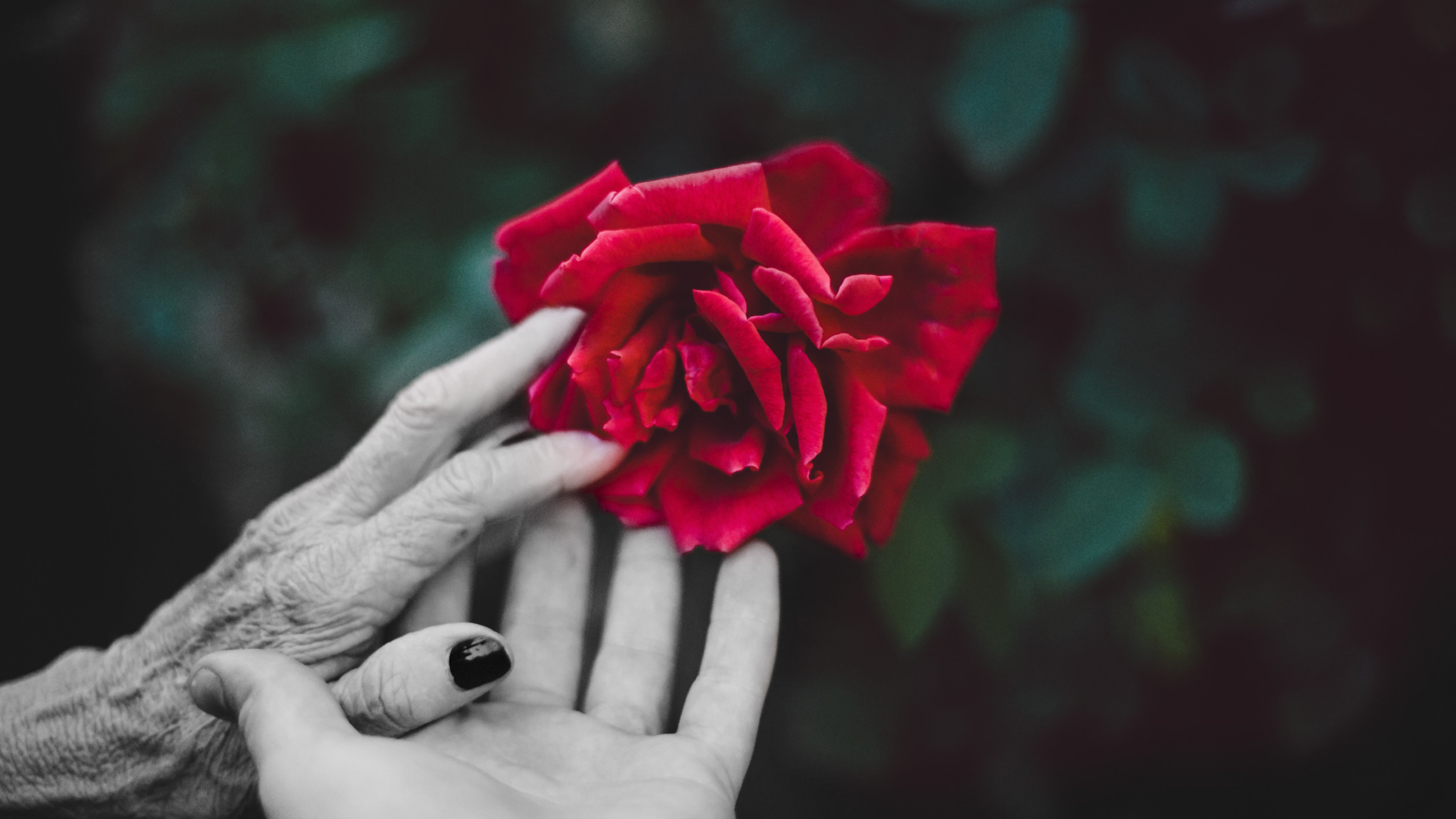 Rose In Hand Wallpapers - Wallpaper Cave