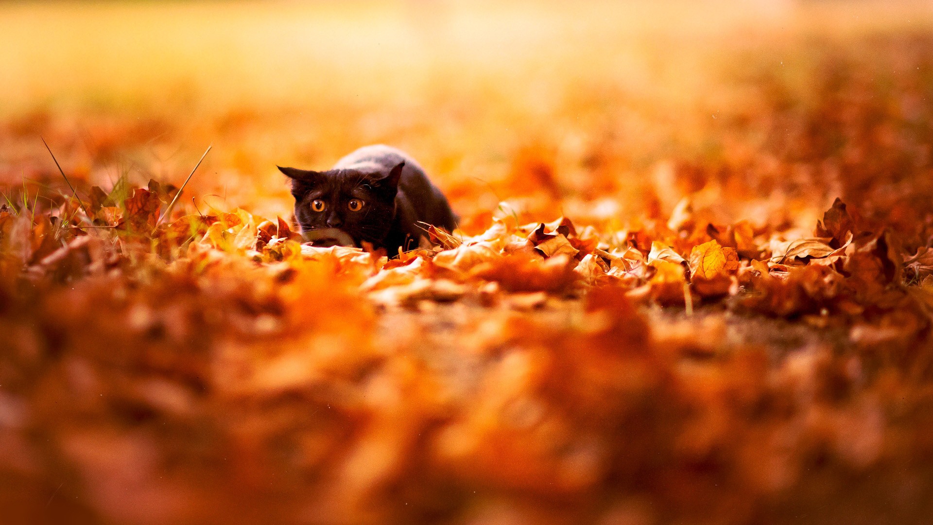 autumn cats animals leaves depth of field 1920x1080 wallpaper