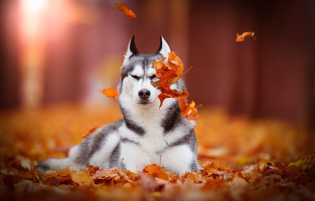 Photo Wallpaper Autumn, Leaves, Dog, Bokeh, Siberian