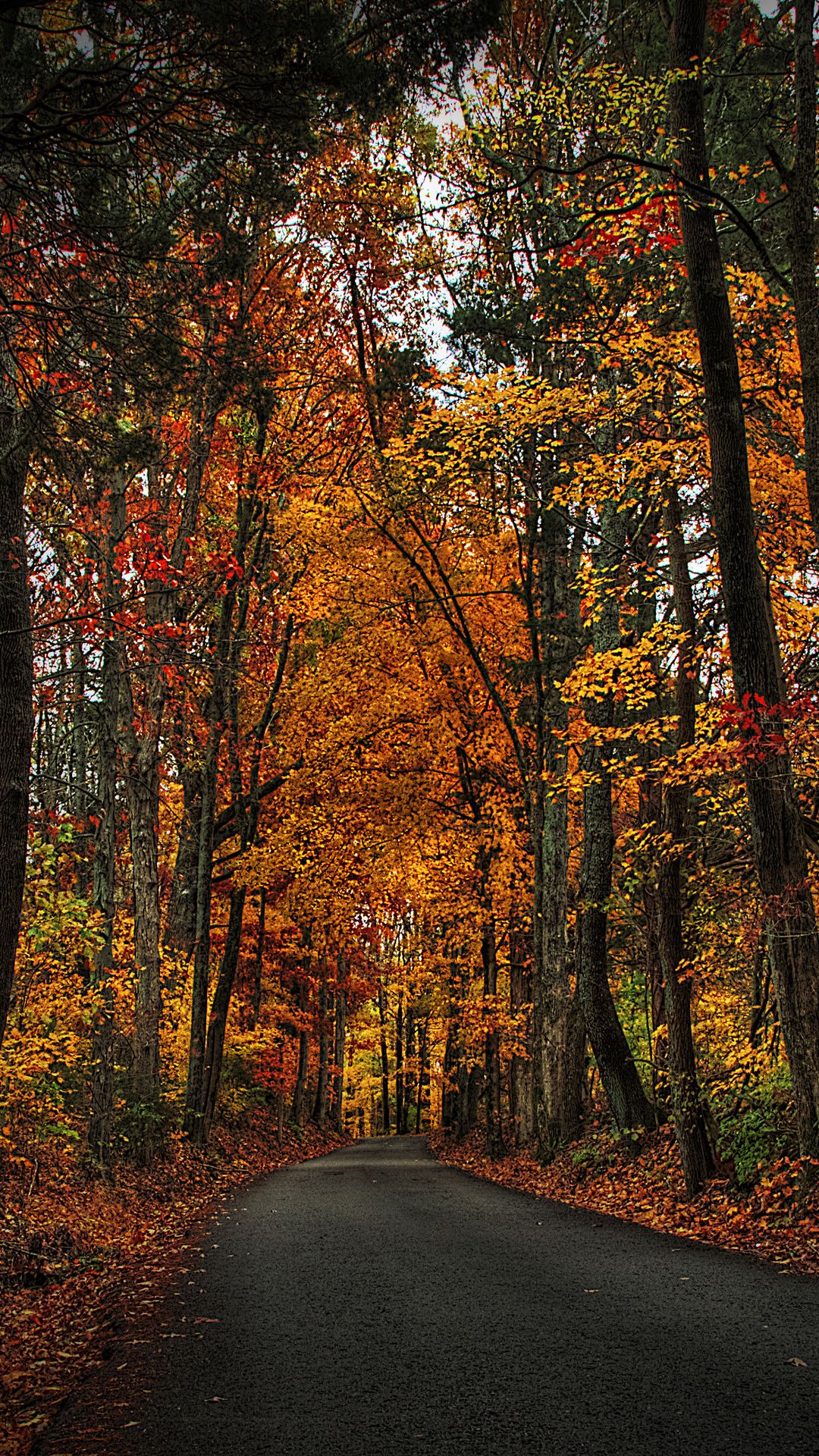 Autumn Forest and Lake iPhone Wallpaper