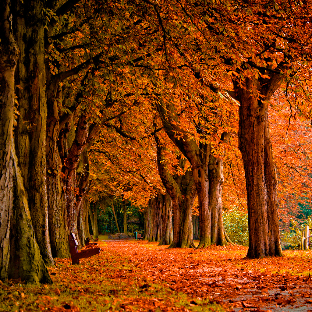 Free download iPad Wallpaper Pack of iPad WOD November 2011 Autumn Park iPad [1024x1024] for your Desktop, Mobile & Tablet. Explore Autumn Wallpaper for iPad. Apple Wallpaper for iPhone