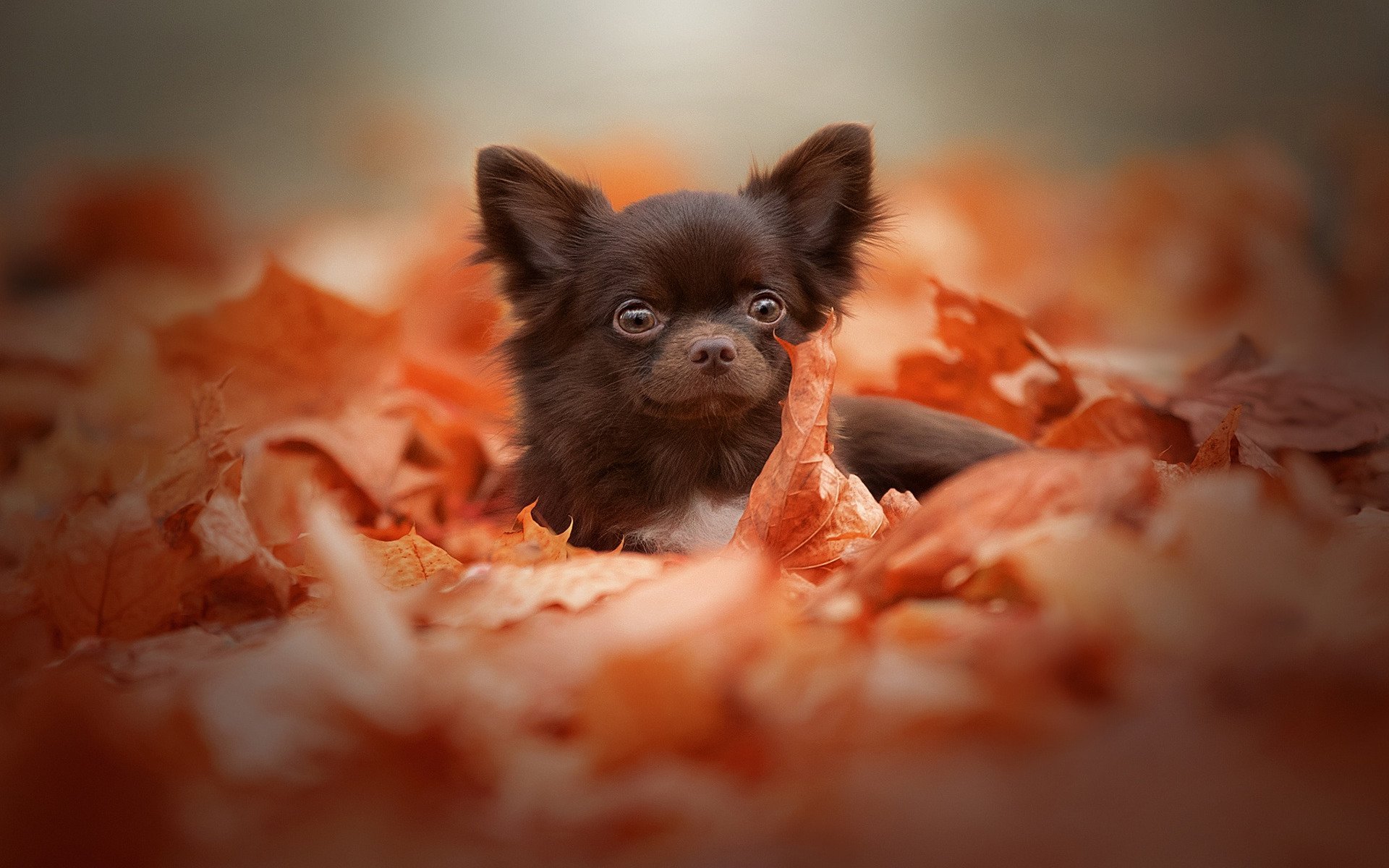 Download wallpaper brown little chihuahua, yellow autumn leaves, small cute dog, pets, chihuahua, dogs, puppies for desktop with resolution 1920x1200. High Quality HD picture wallpaper