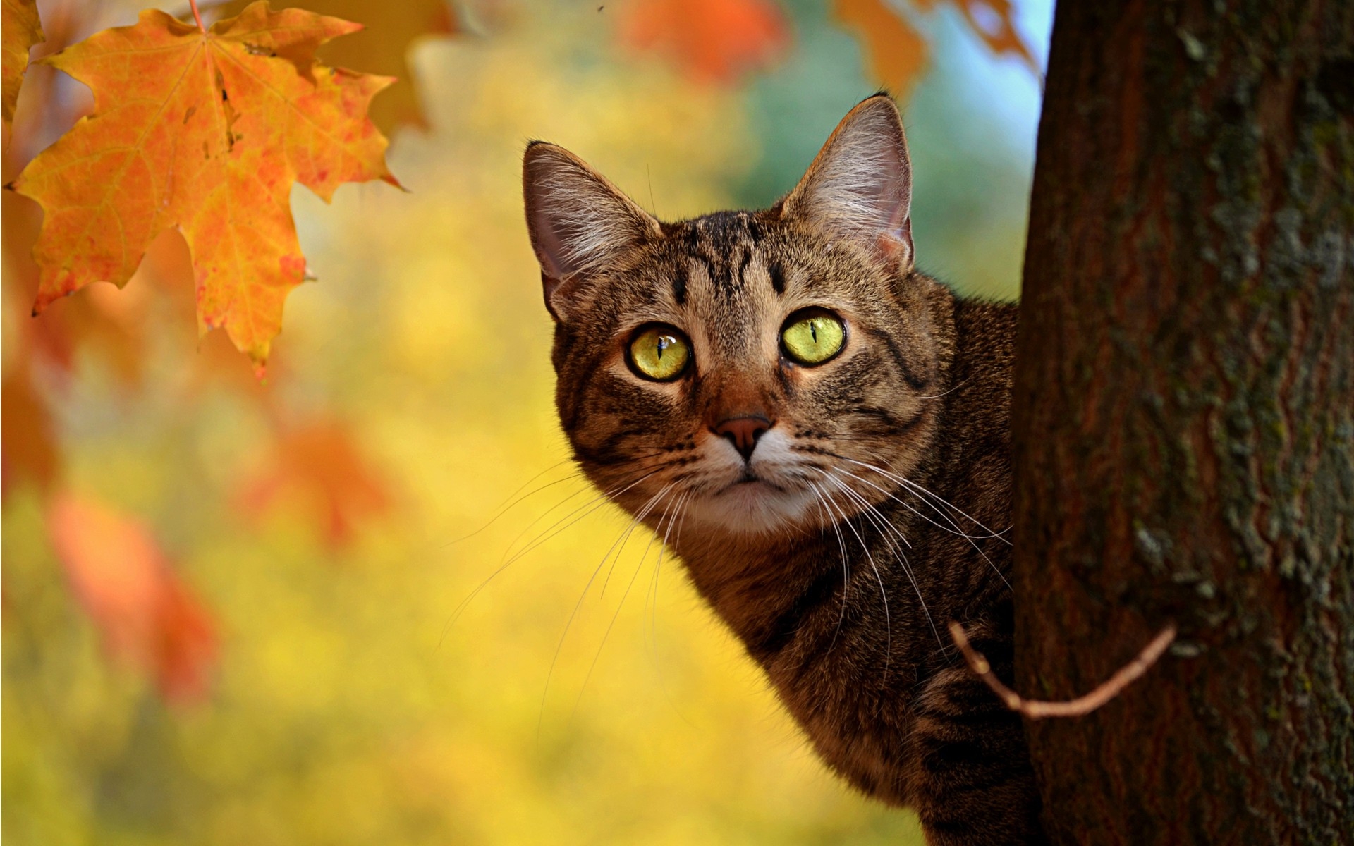 nature trees cats animals leaves green eyes pets tabby autumn 1920x1200 wallpaper High Quality Wallpaper, High Definition Wallpaper