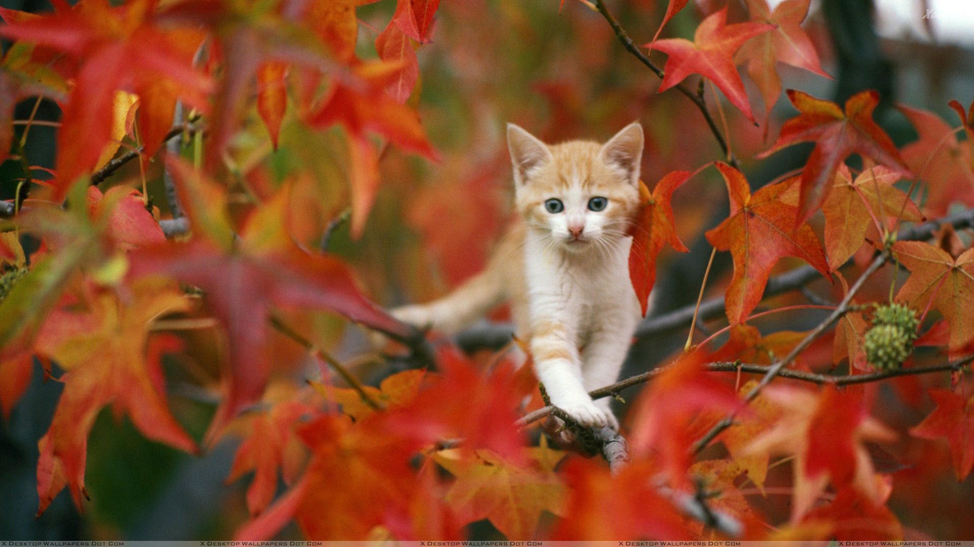 Pets Who Love Autumn!. Emerald Animal Hospital