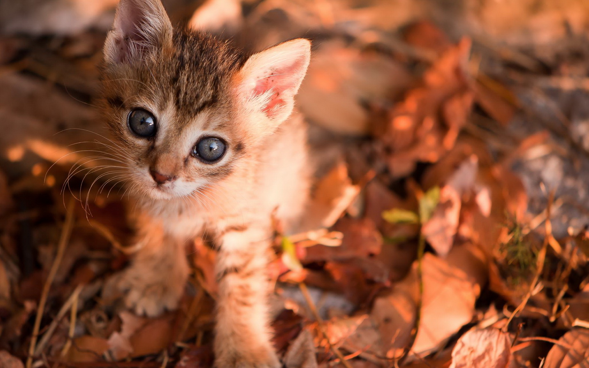 animals, Cats, Felines, Kittens, Face, Eyes, Cute, Pov, Leaves, Autumn, Fall, Whiskers Wallpaper HD / Desktop and Mobile Background