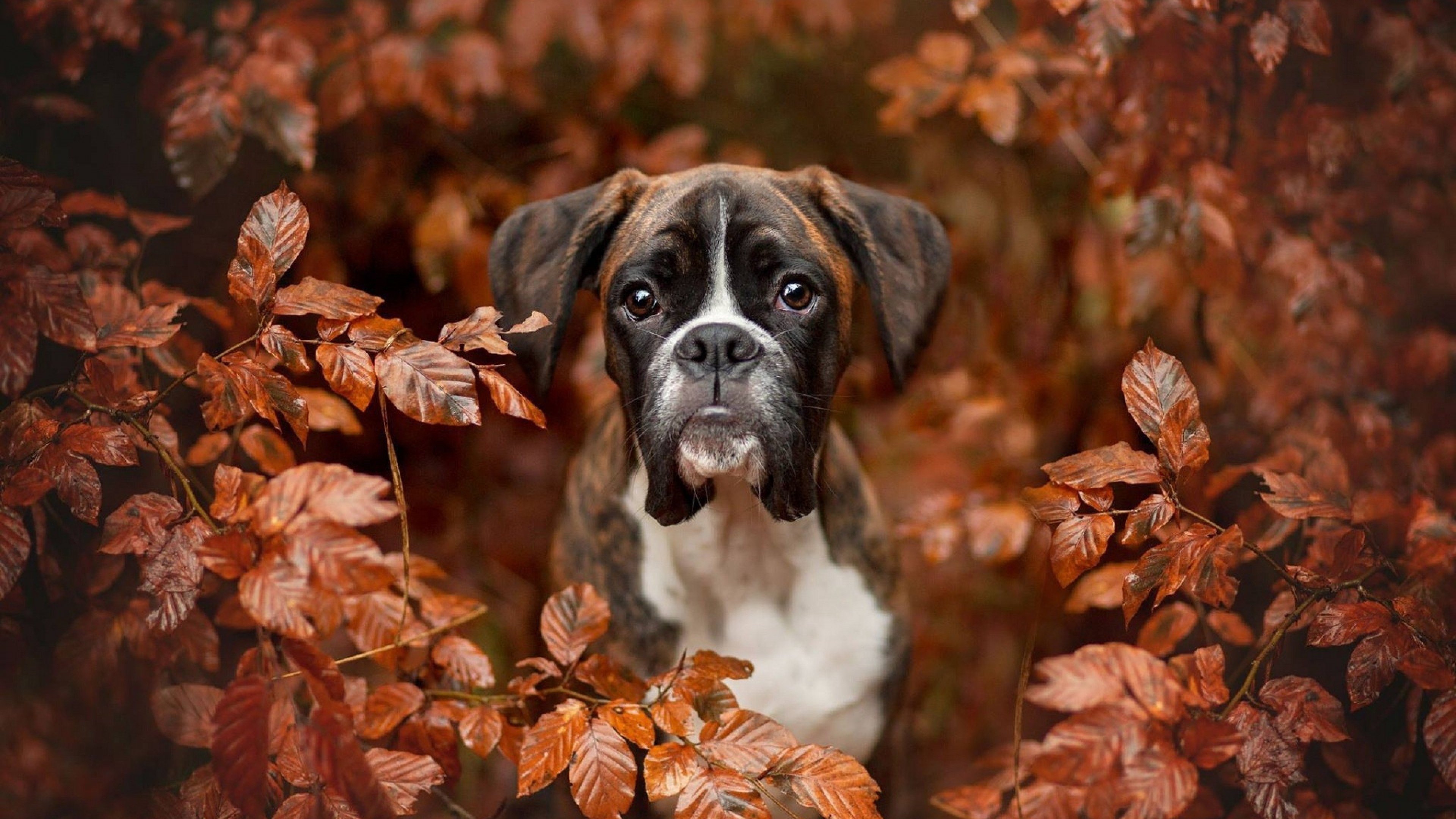 Boxer, Dogs, Autumn, Photography
