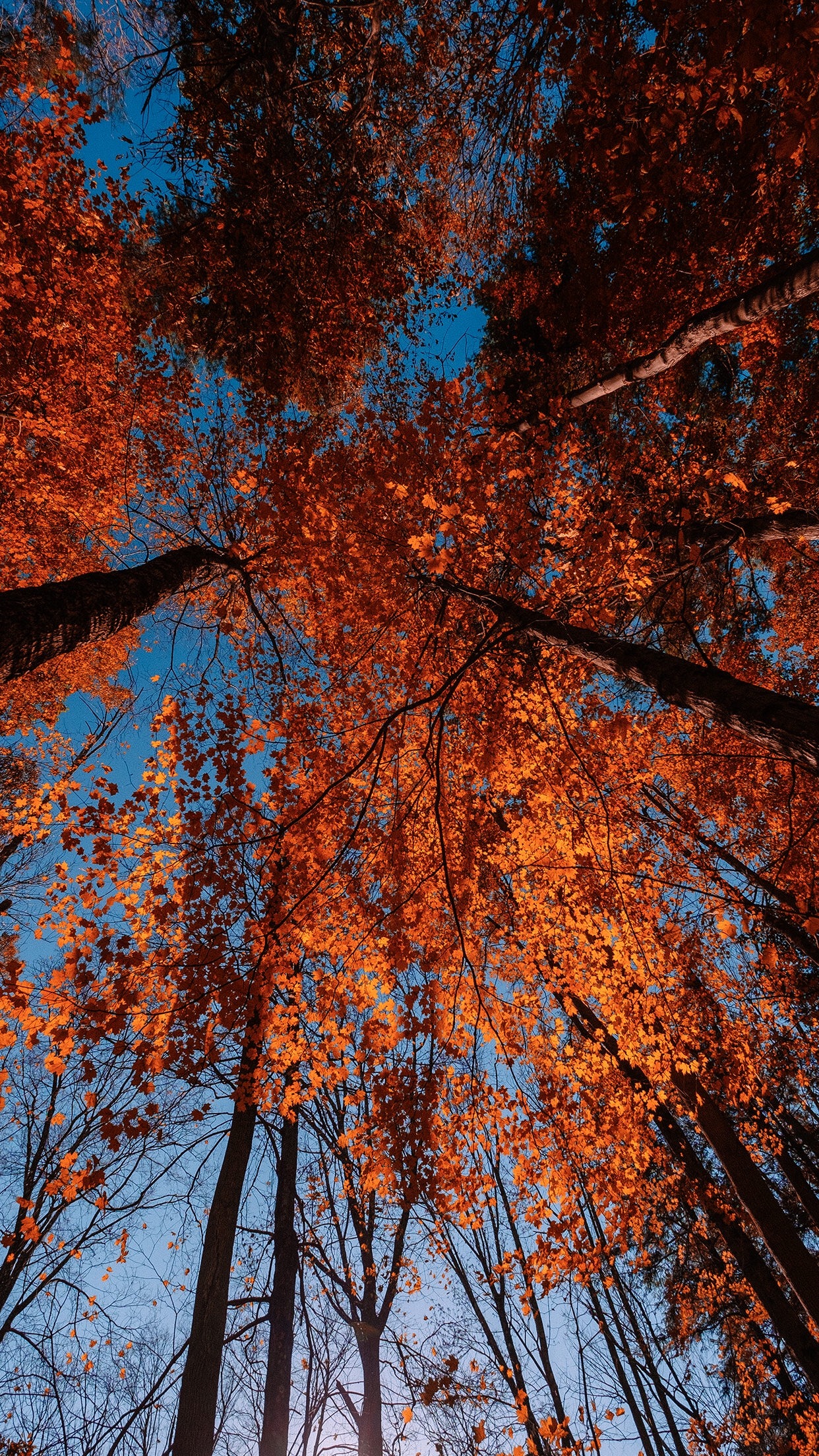 Landscape Fall Trees Leaves Red Leaves Orange Portrait Display Vertical Wallpaper:1242x2208