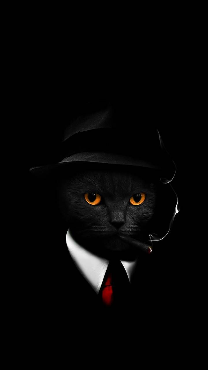 Download COOL CAT wallpaper by hende09 now. Browse millions of popular cat Wallpap. Cat phone wallpaper, iPhone wallpaper cat, Cat wallpaper