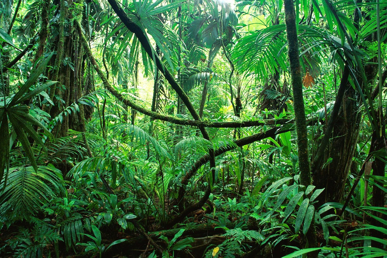 The Jungle Of