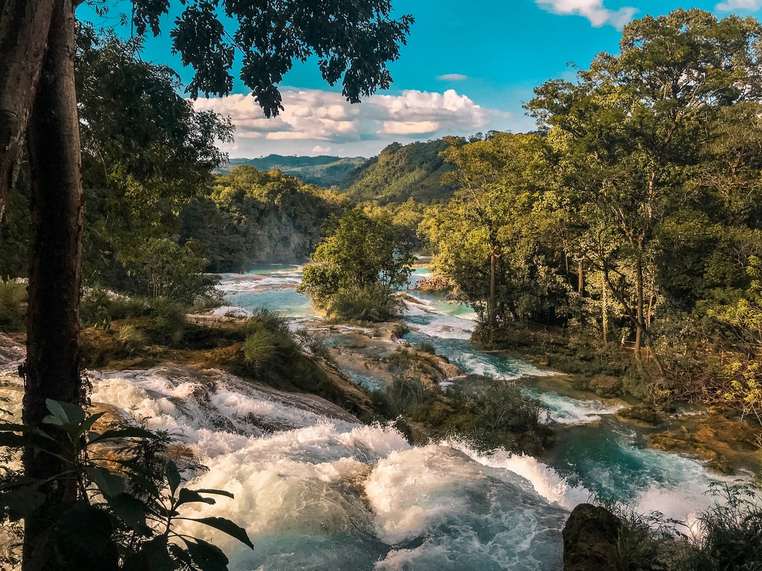 green trees beside river under blue sky during daytime photo